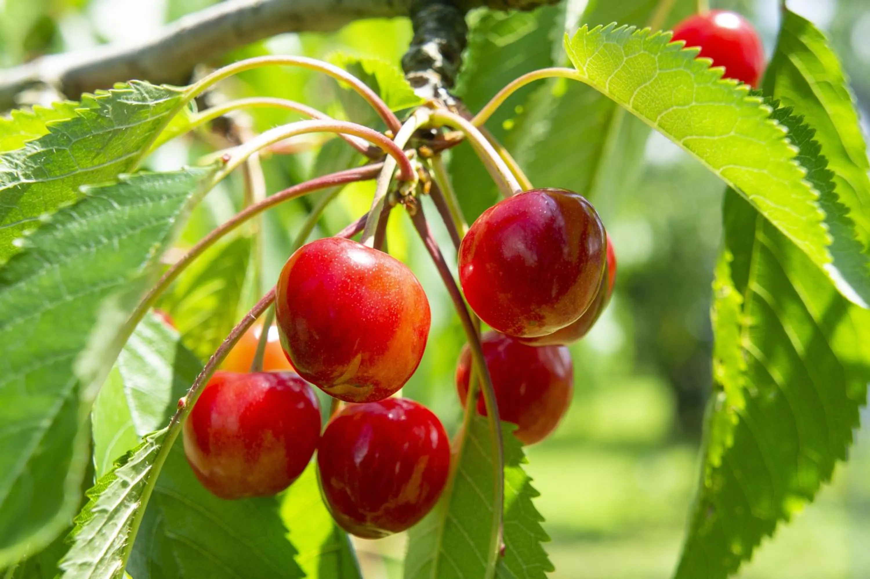 Nearby landmark in Senkeien Tsukioka Hotel