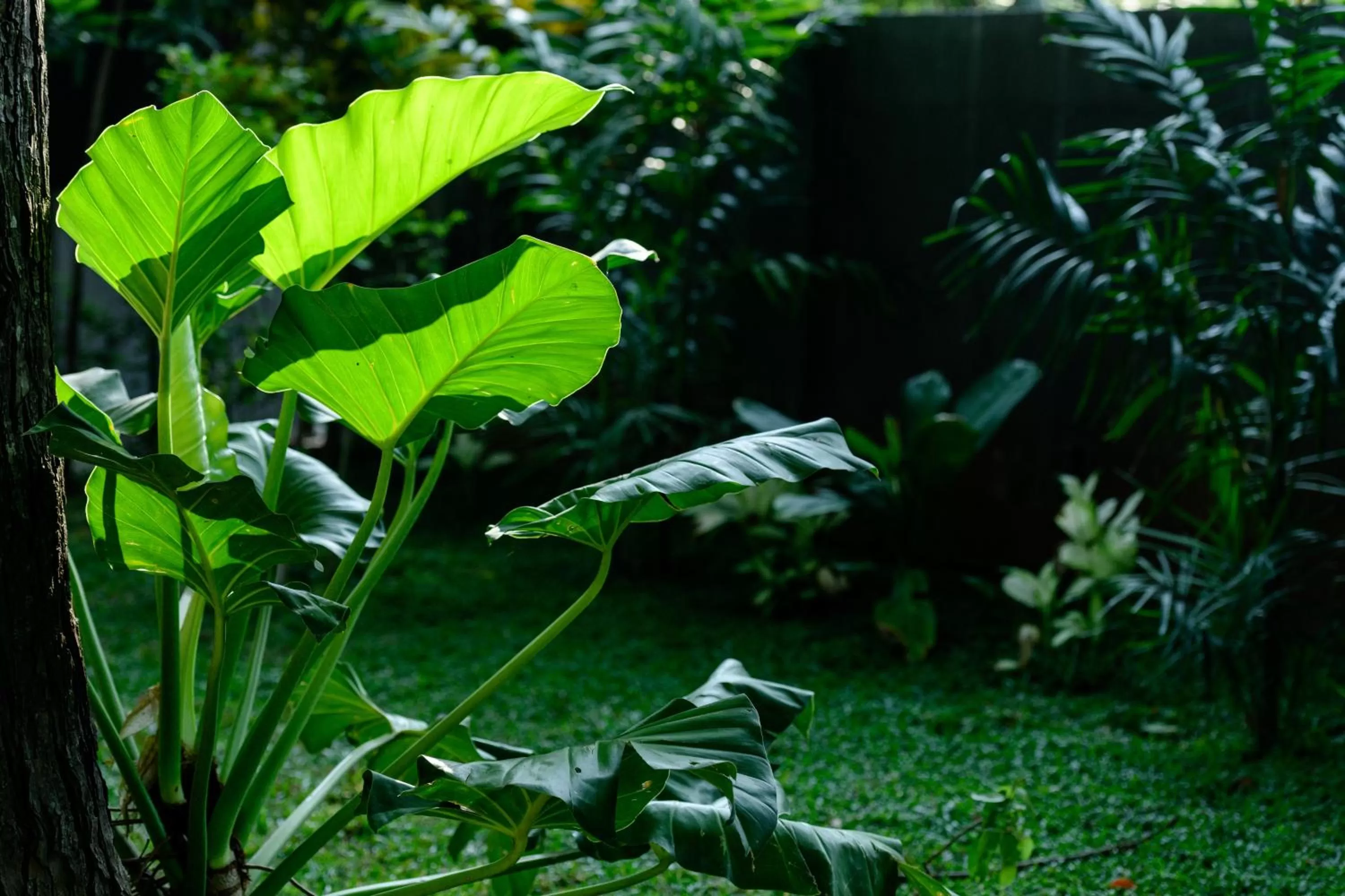 Garden in Aryana Boutique Hotel