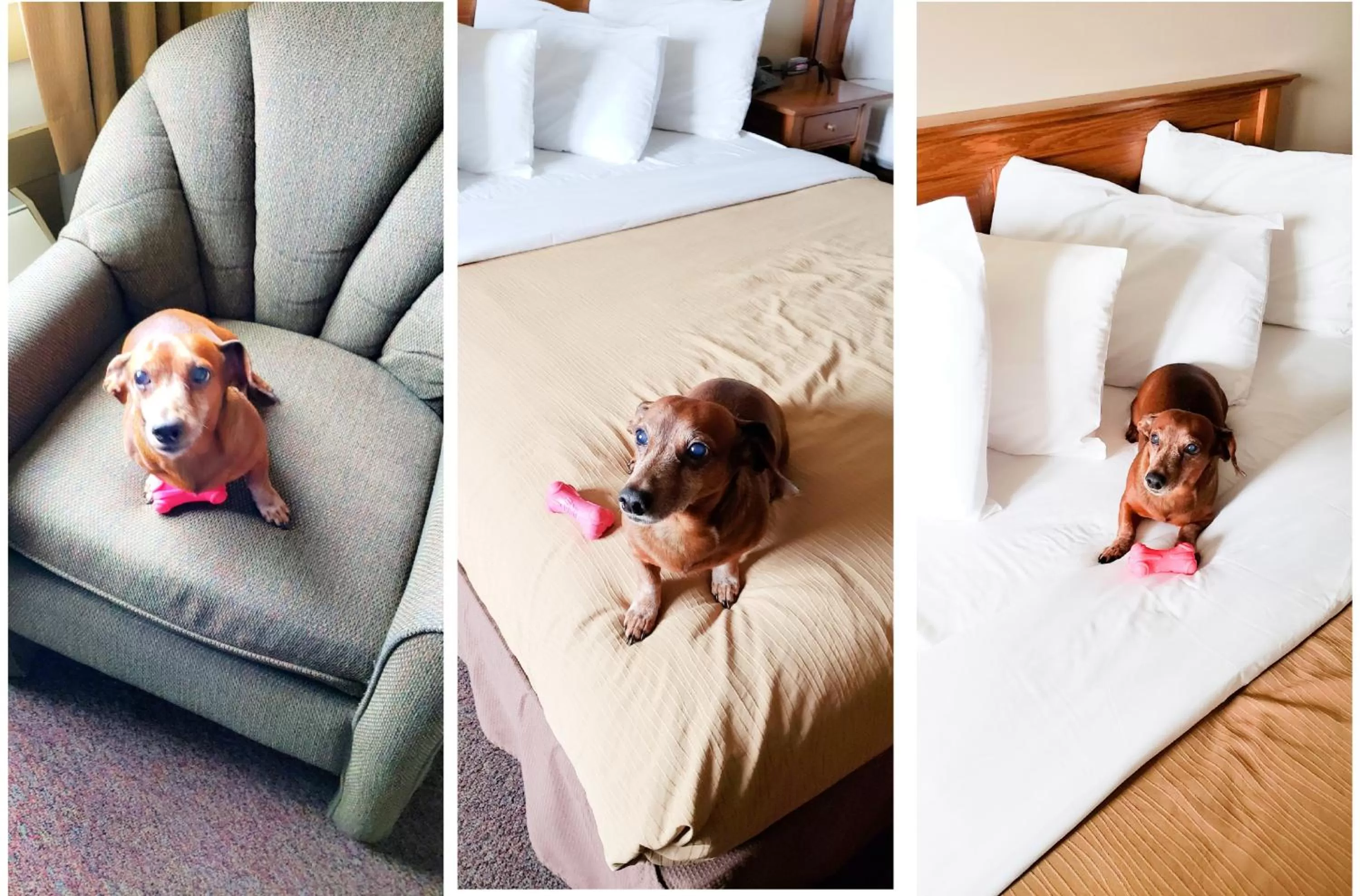 Pets, Bed in Berlin Heritage Inn