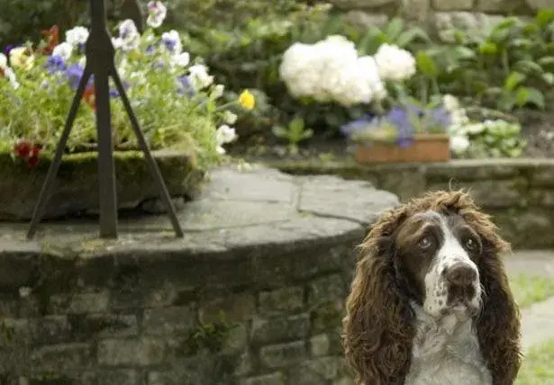 Garden, Pets in B&B Entro Le Mura