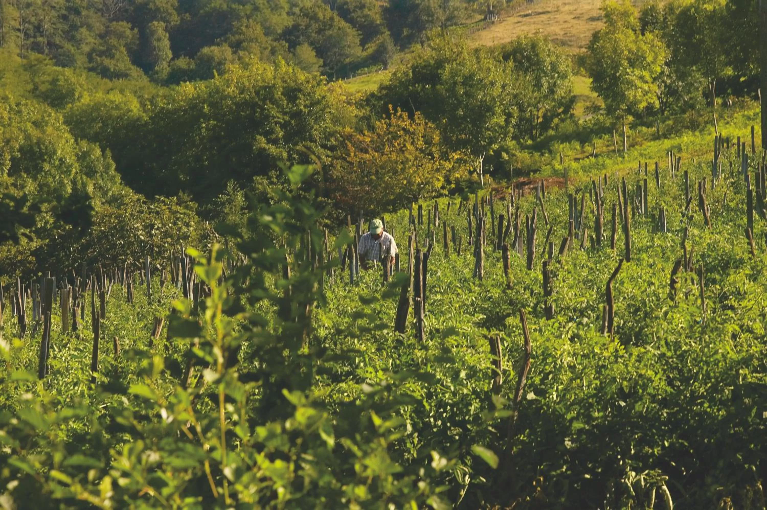 Garden in Hotel Iturregi