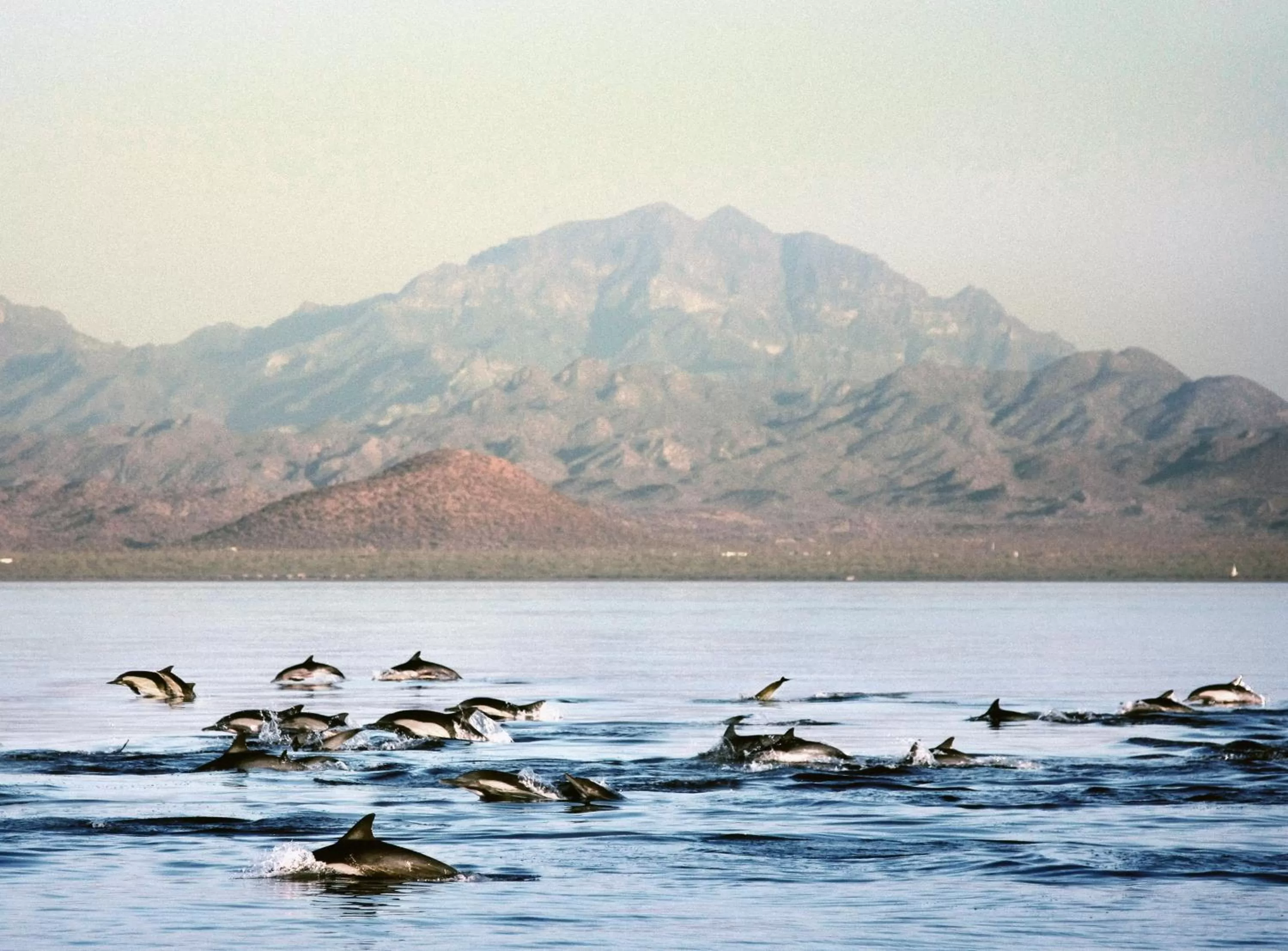 Beach in Loreto Bay Golf & Sea at Baja