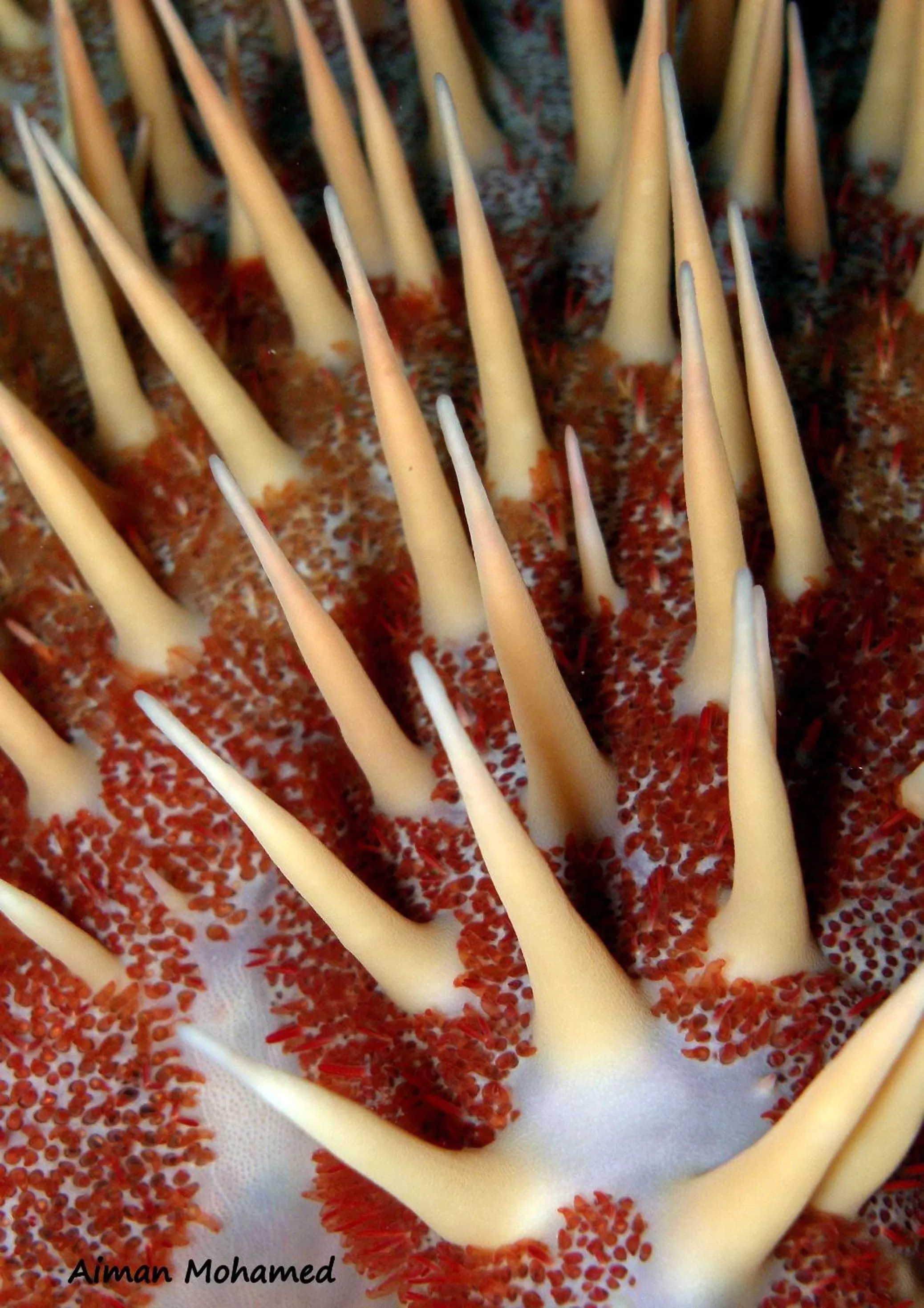 Snorkeling in Coral Sun Beach