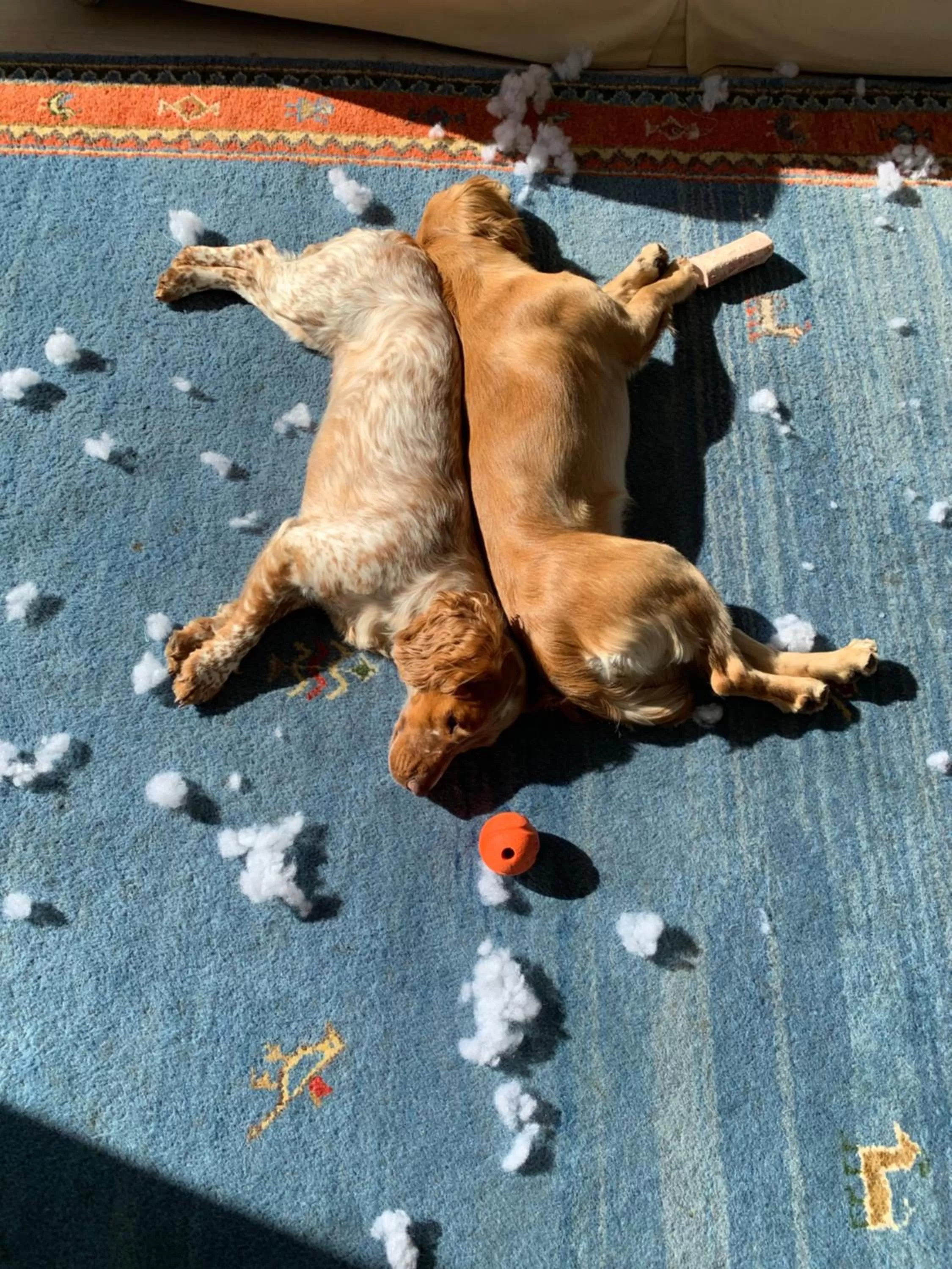 Pets in No12 Bed and Breakfast, St Andrews