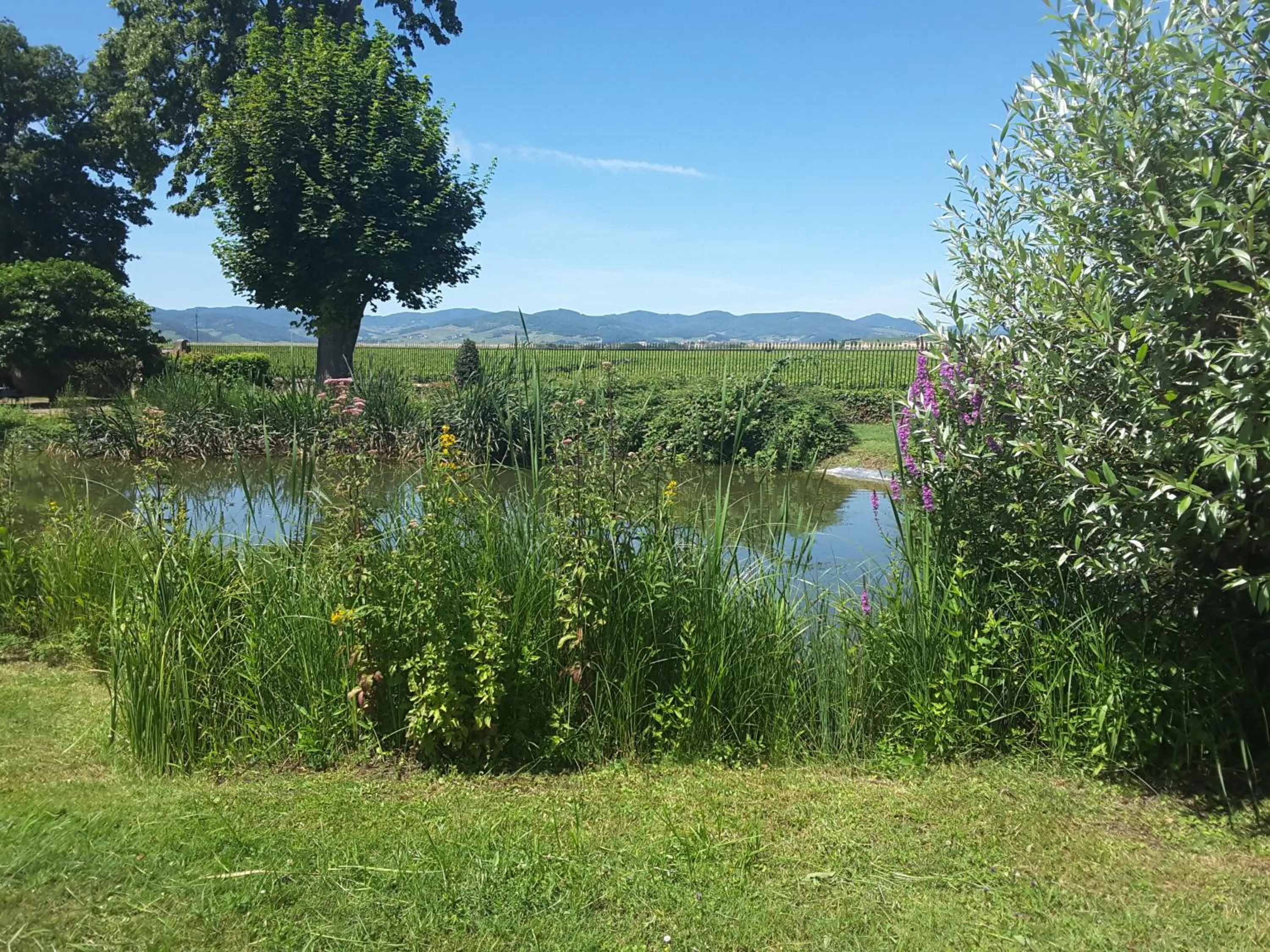 Spring in Château de Pizay
