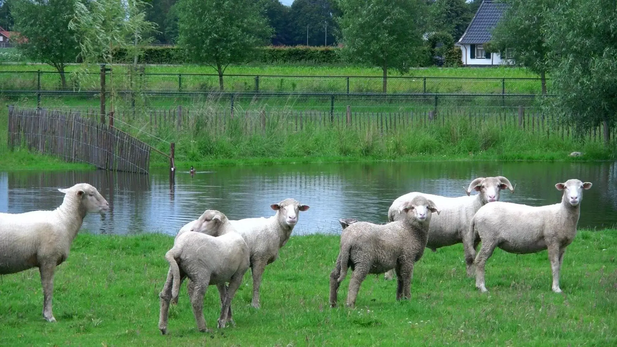 Garden view, Other Animals in De Turfstaeker