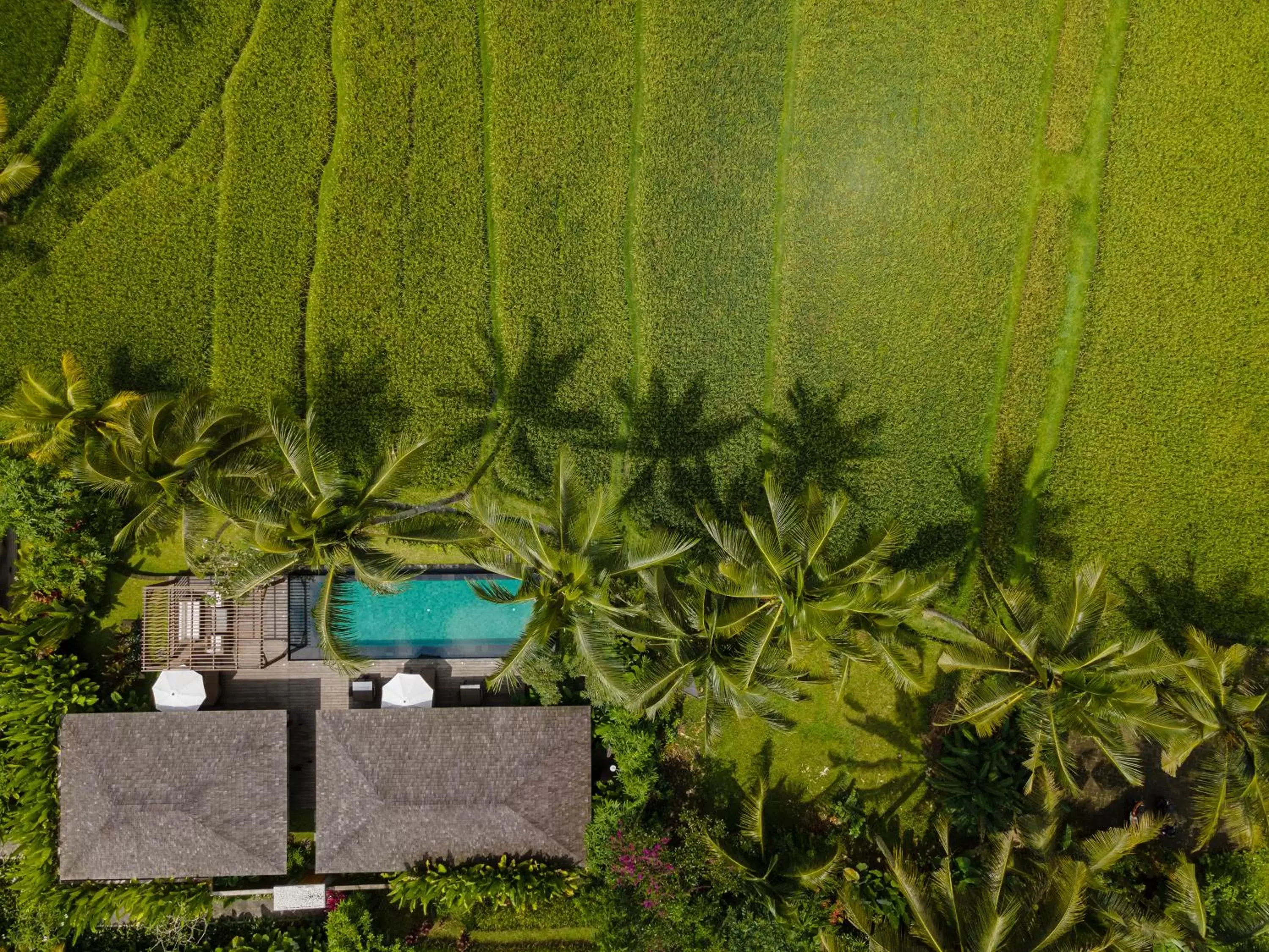 View (from property/room) in Kappa Senses Ubud View (from property/room) in Kappa Senses Ubud