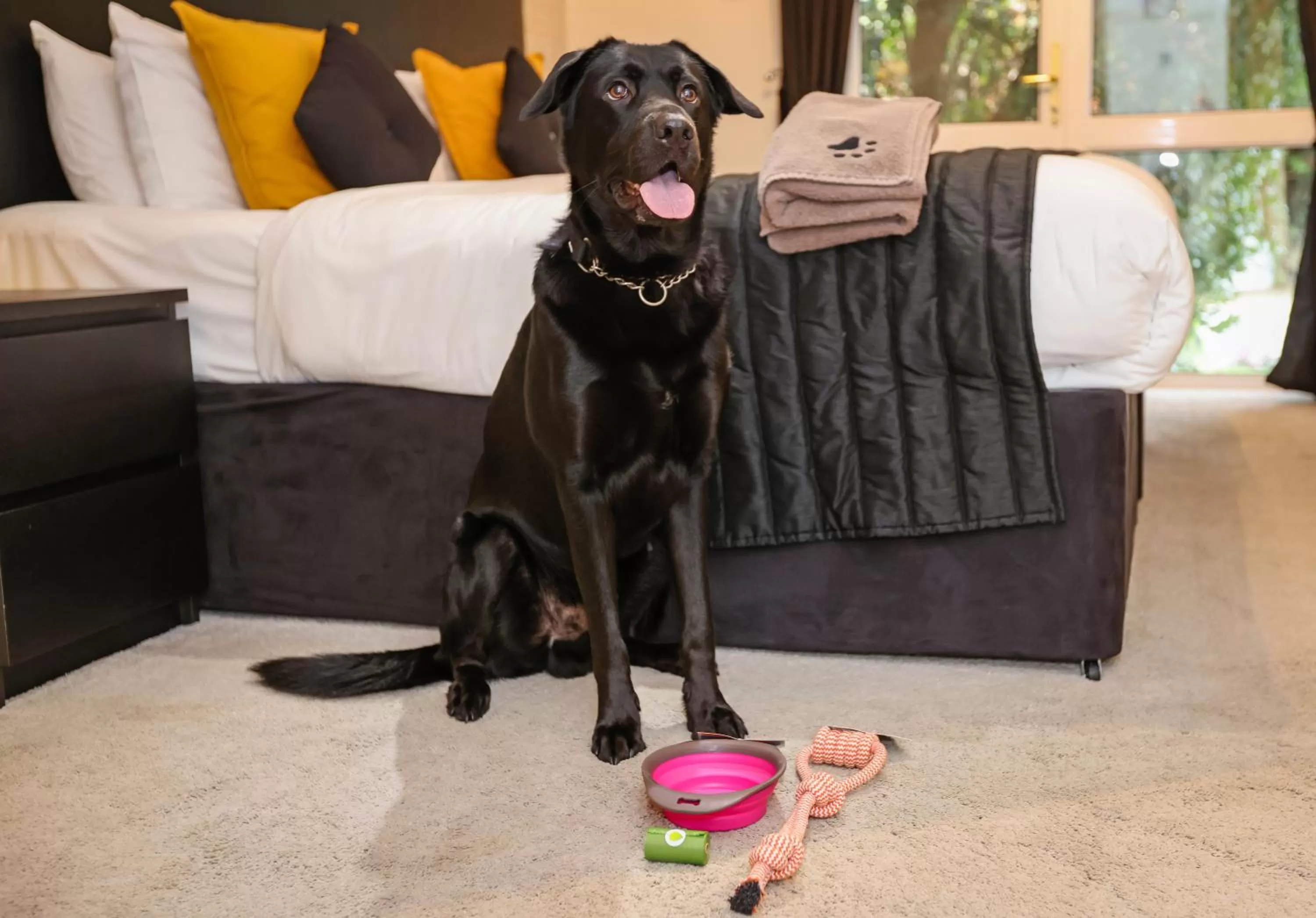 Pets in The Ashleigh - Dog Friendly