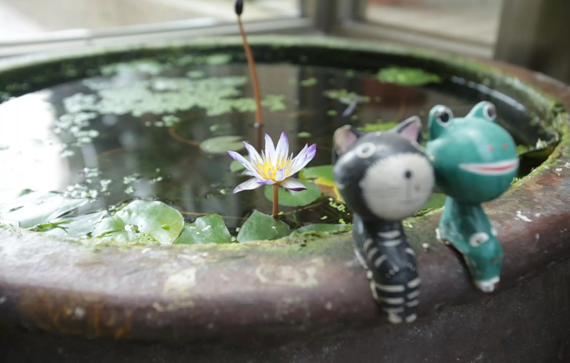 Garden in Beachcastle & Sea View Villa