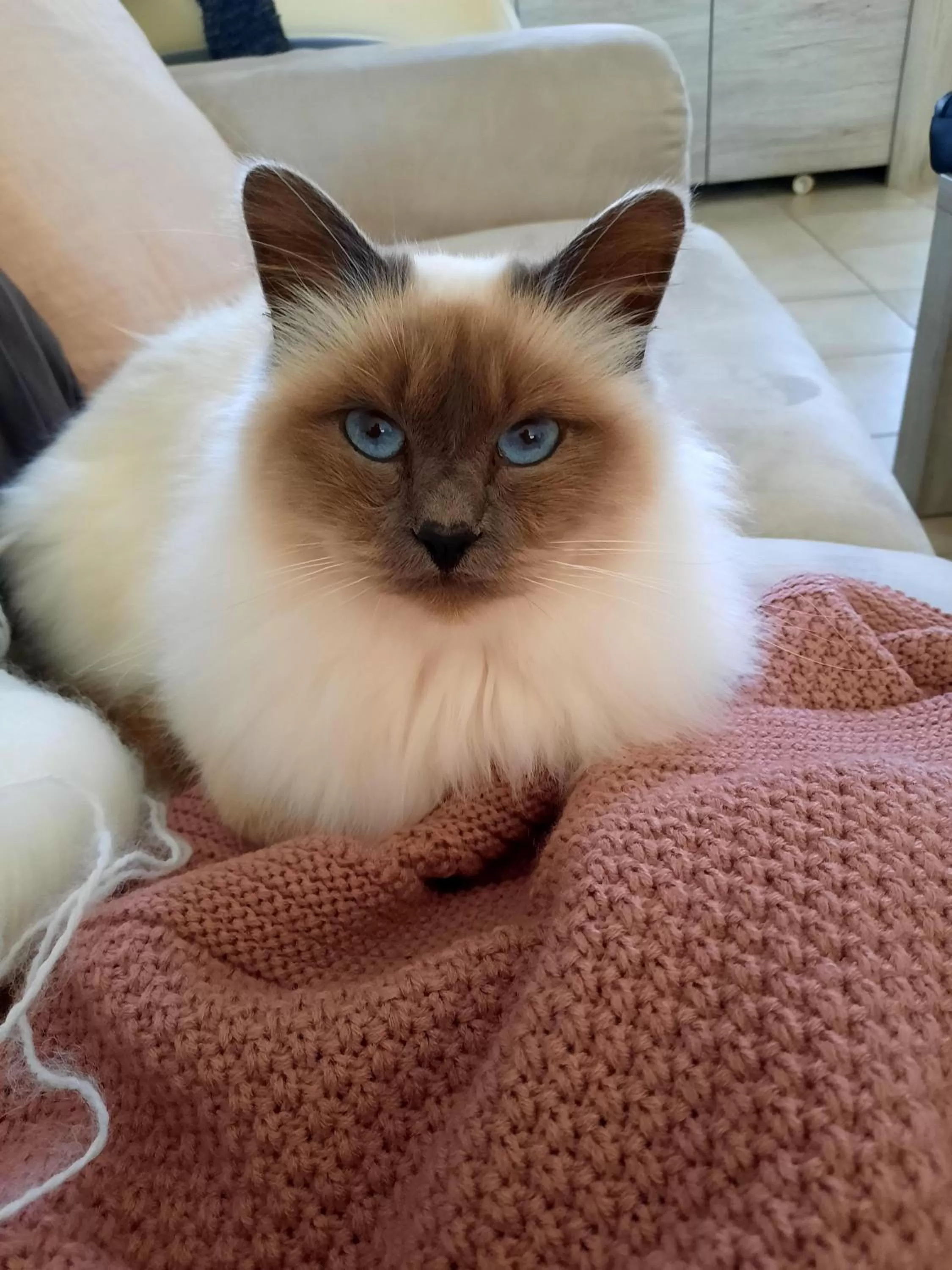 Other, Pets in L'instant bleu