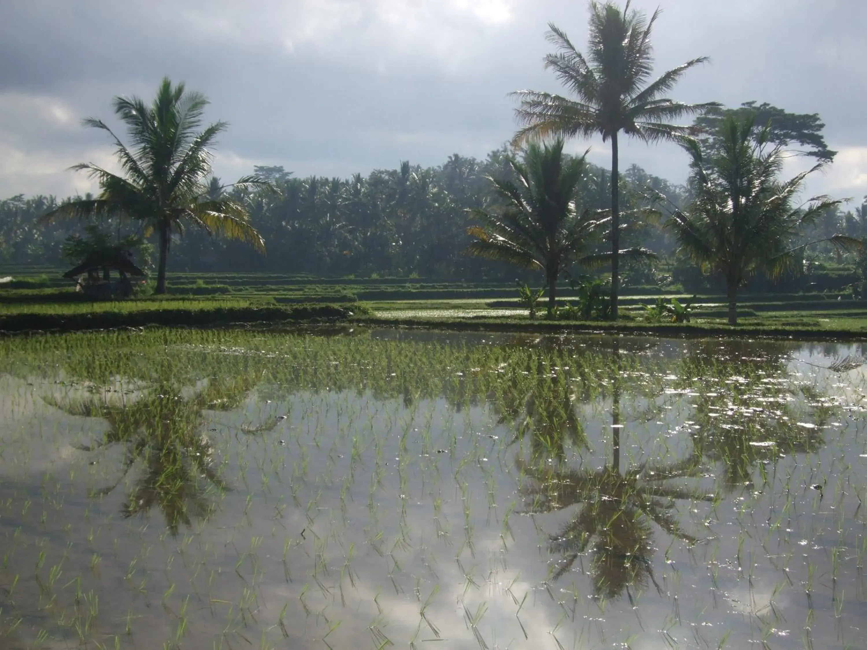 Natural landscape in Puri Darma Agung Villa