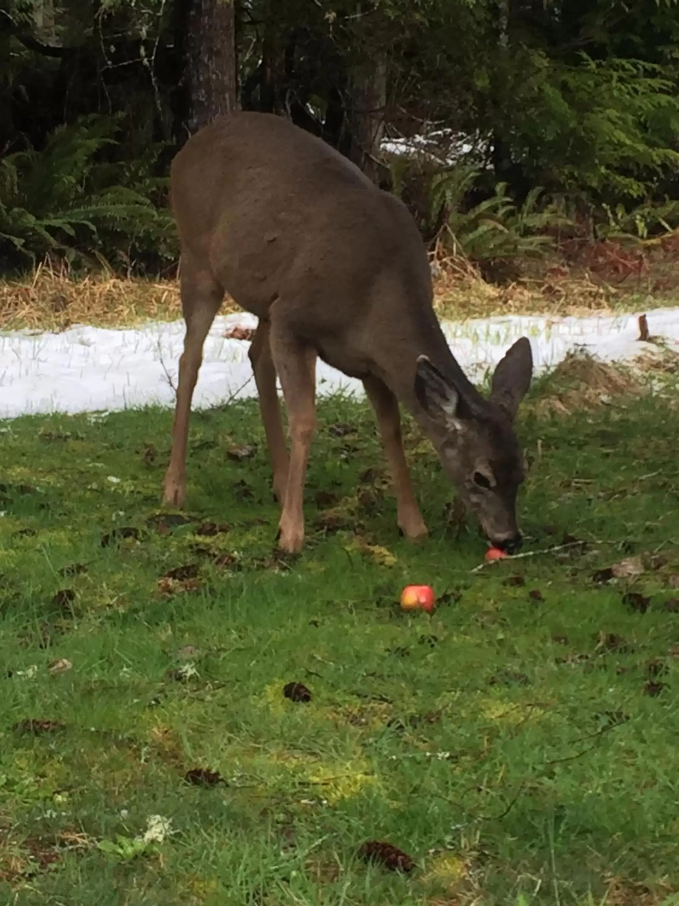 Animals, Other Animals in Alexander's Lodge