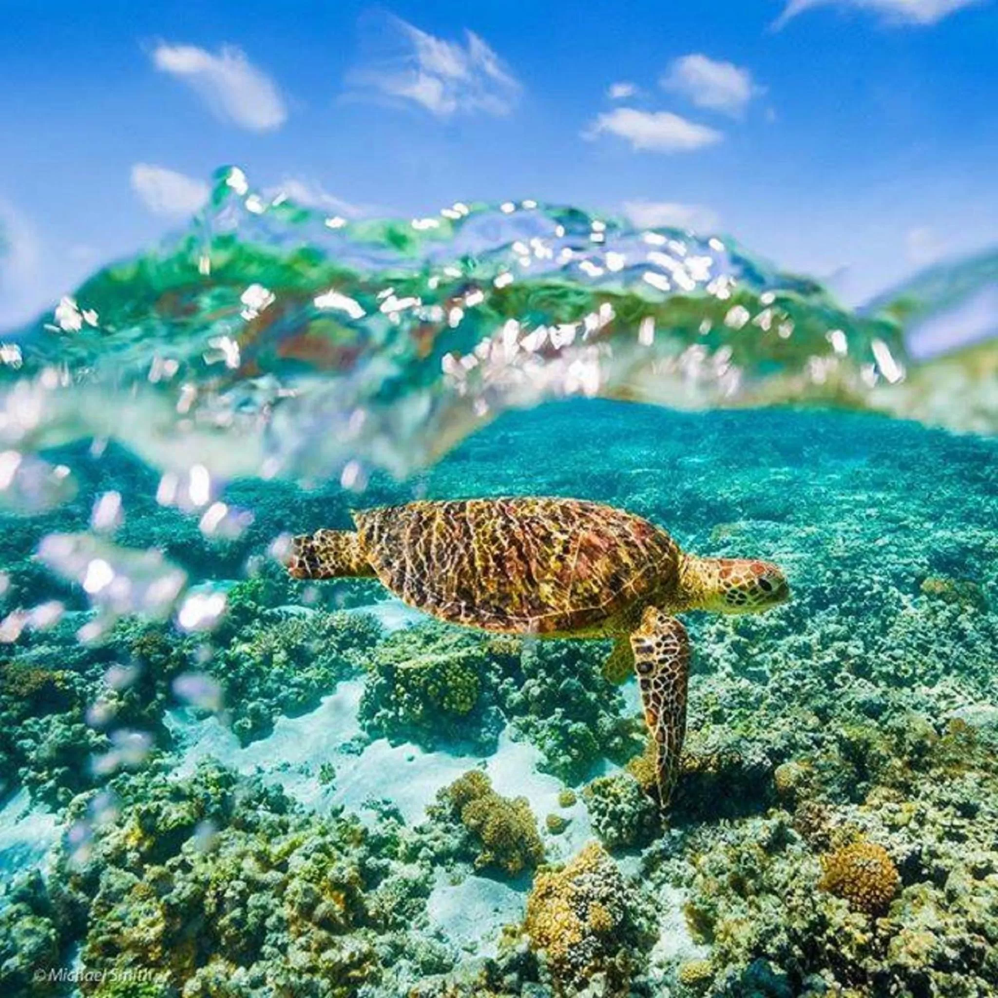 Animals in Torquay Terrace Bed & Breakfast