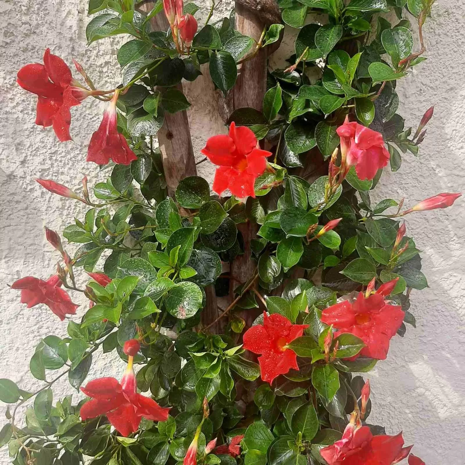 Property building in Golden Lion