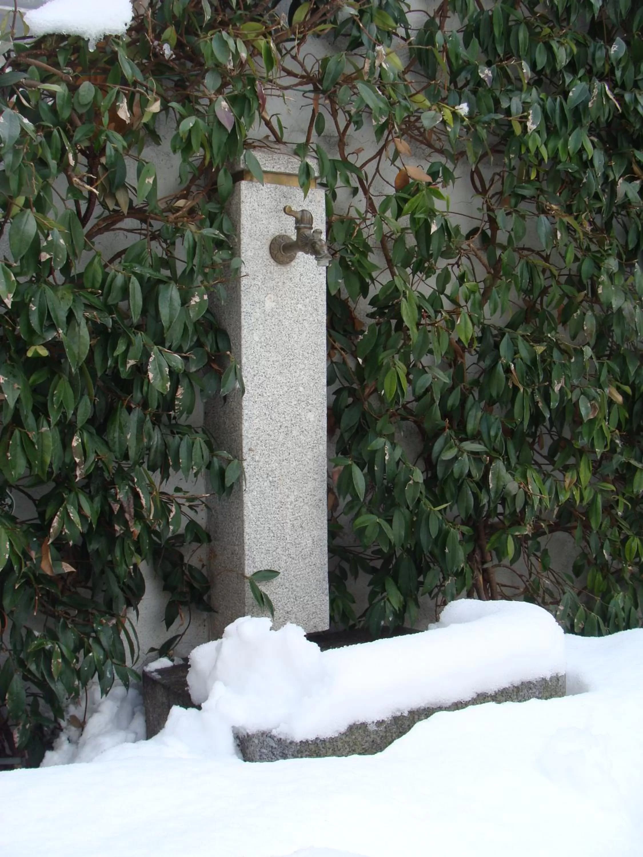 Garden in Hotel Elena