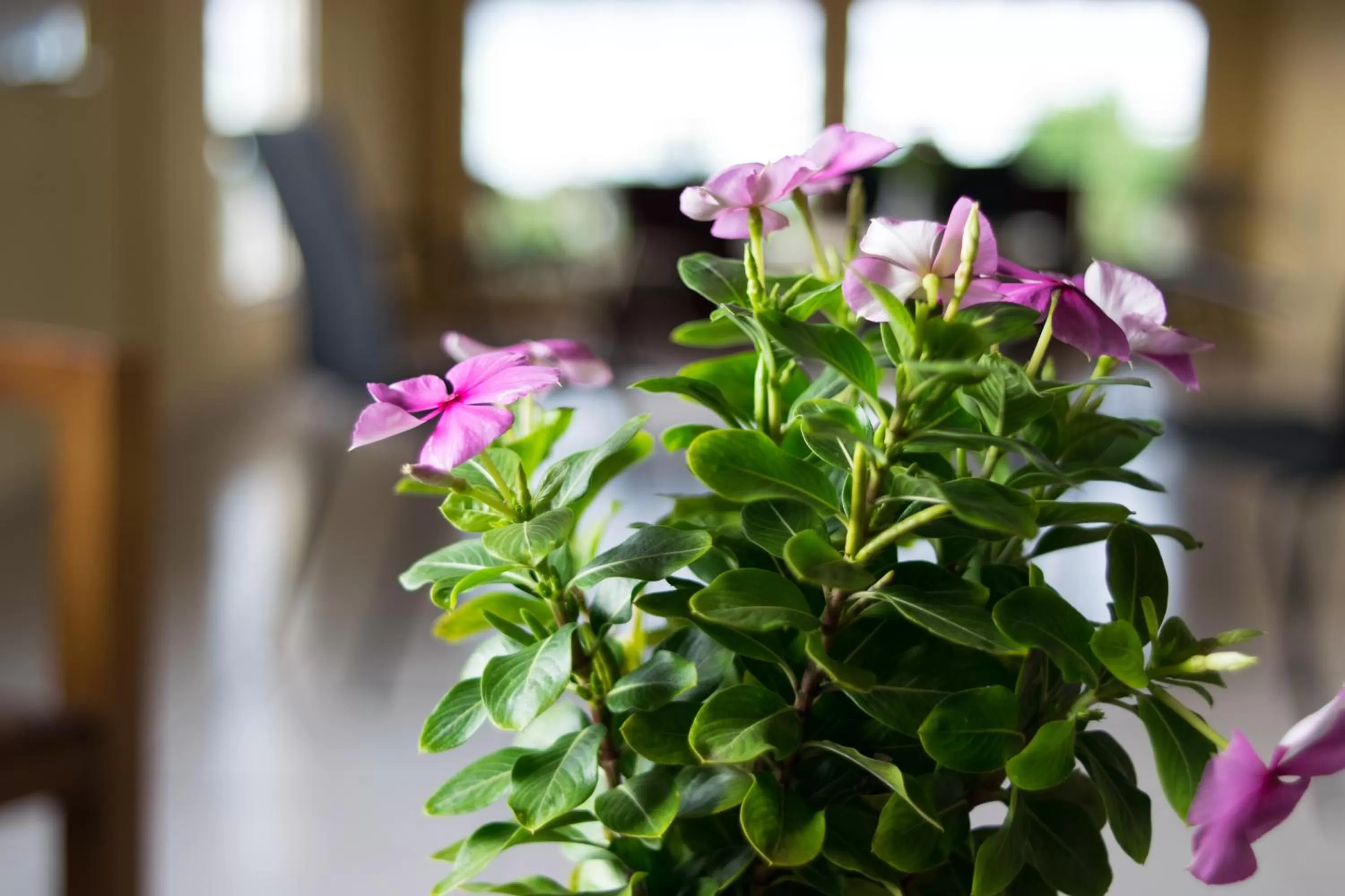 Balcony/Terrace in Hotel Valerie