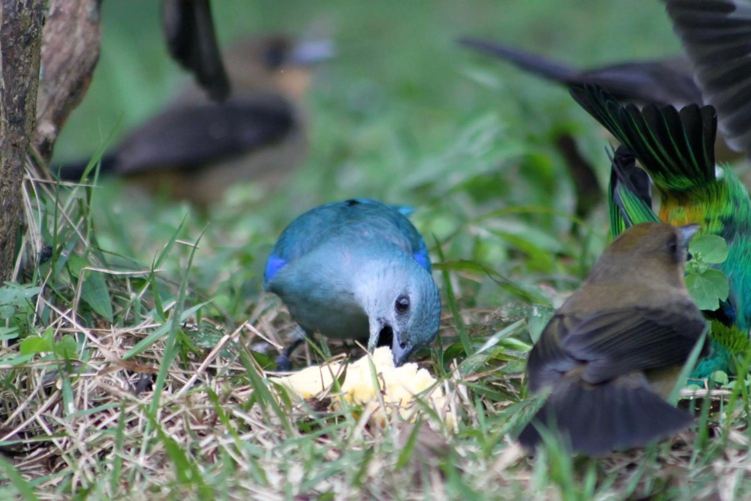 Animals in Pousada da Rosa