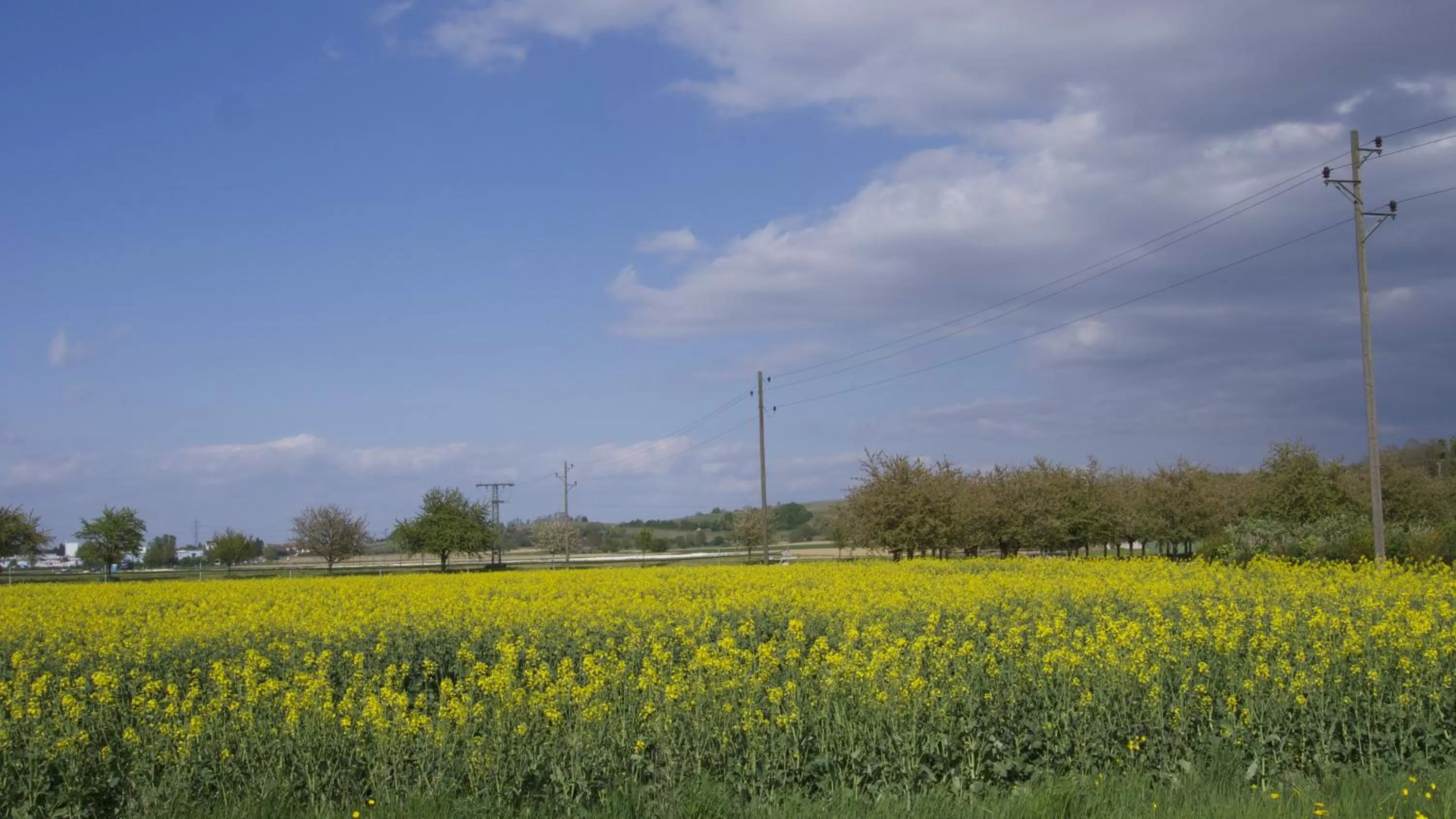 Garden in zum Schwanen Garni