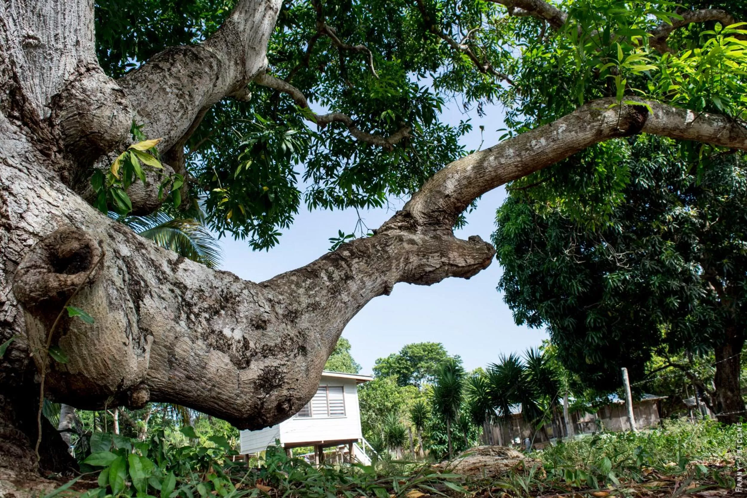 Natural landscape in Horse Cottage