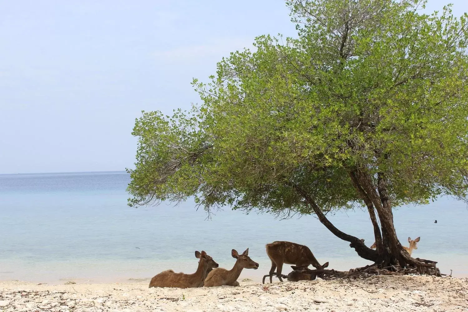 Other Animals in NusaBay Menjangan