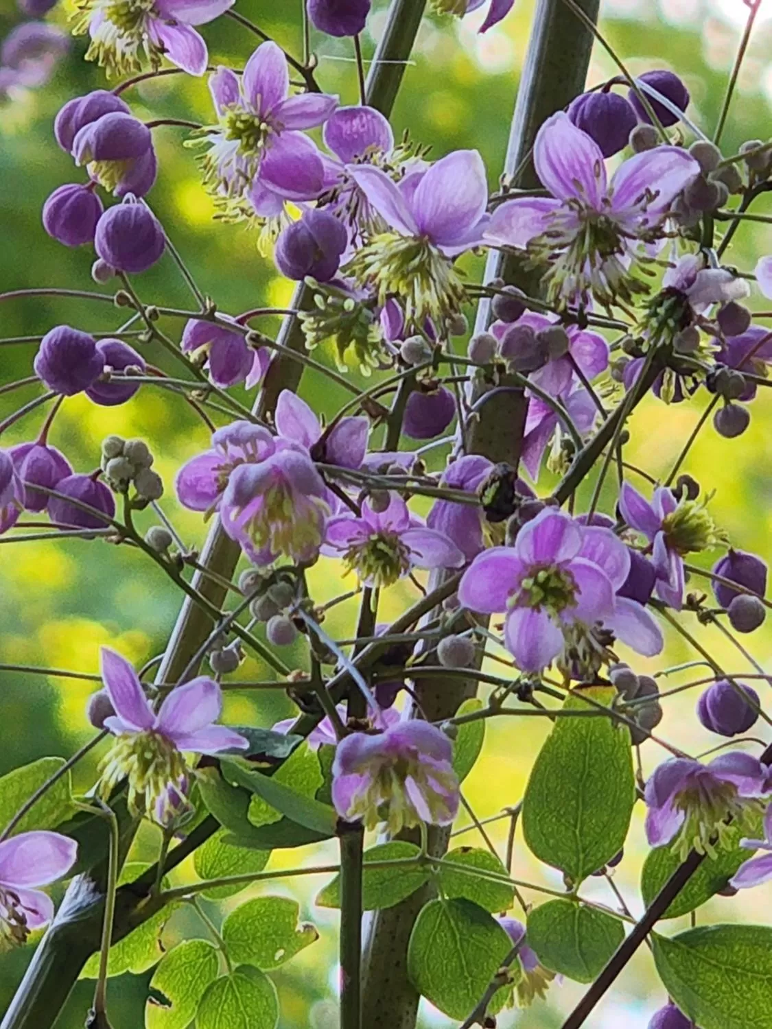 Other Animals in House of 1833 Bed and Breakfast