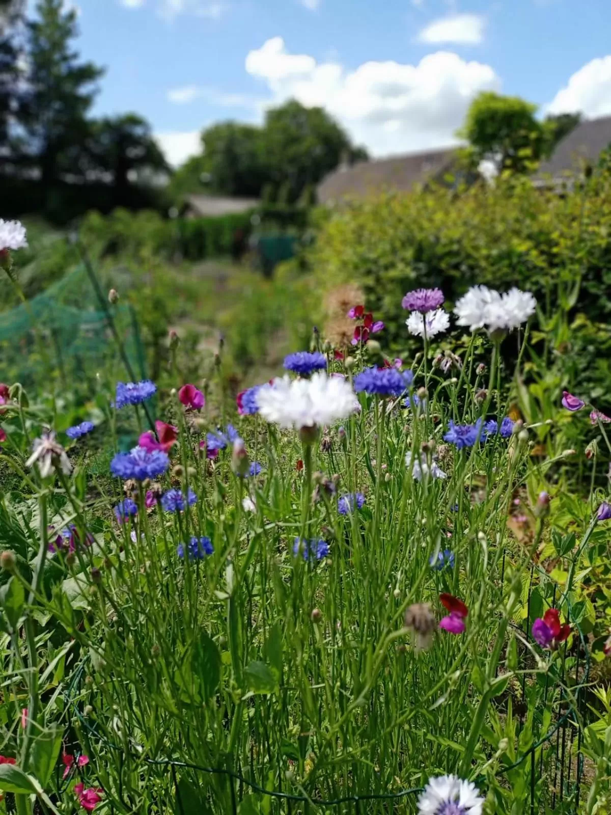 Garden in Bij de Vlaamse Schuur