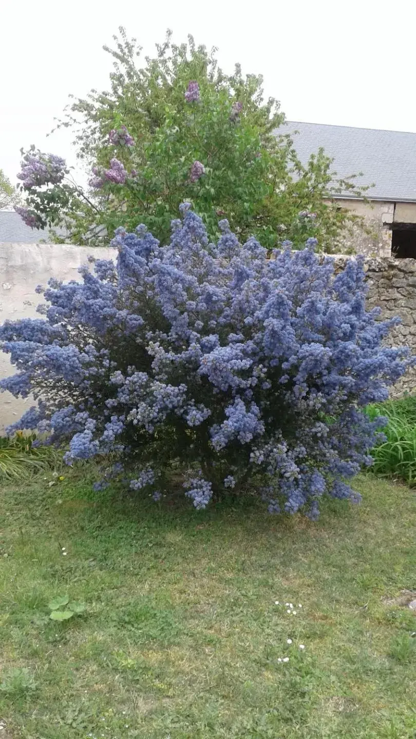 Garden in LES HIRONDELLES