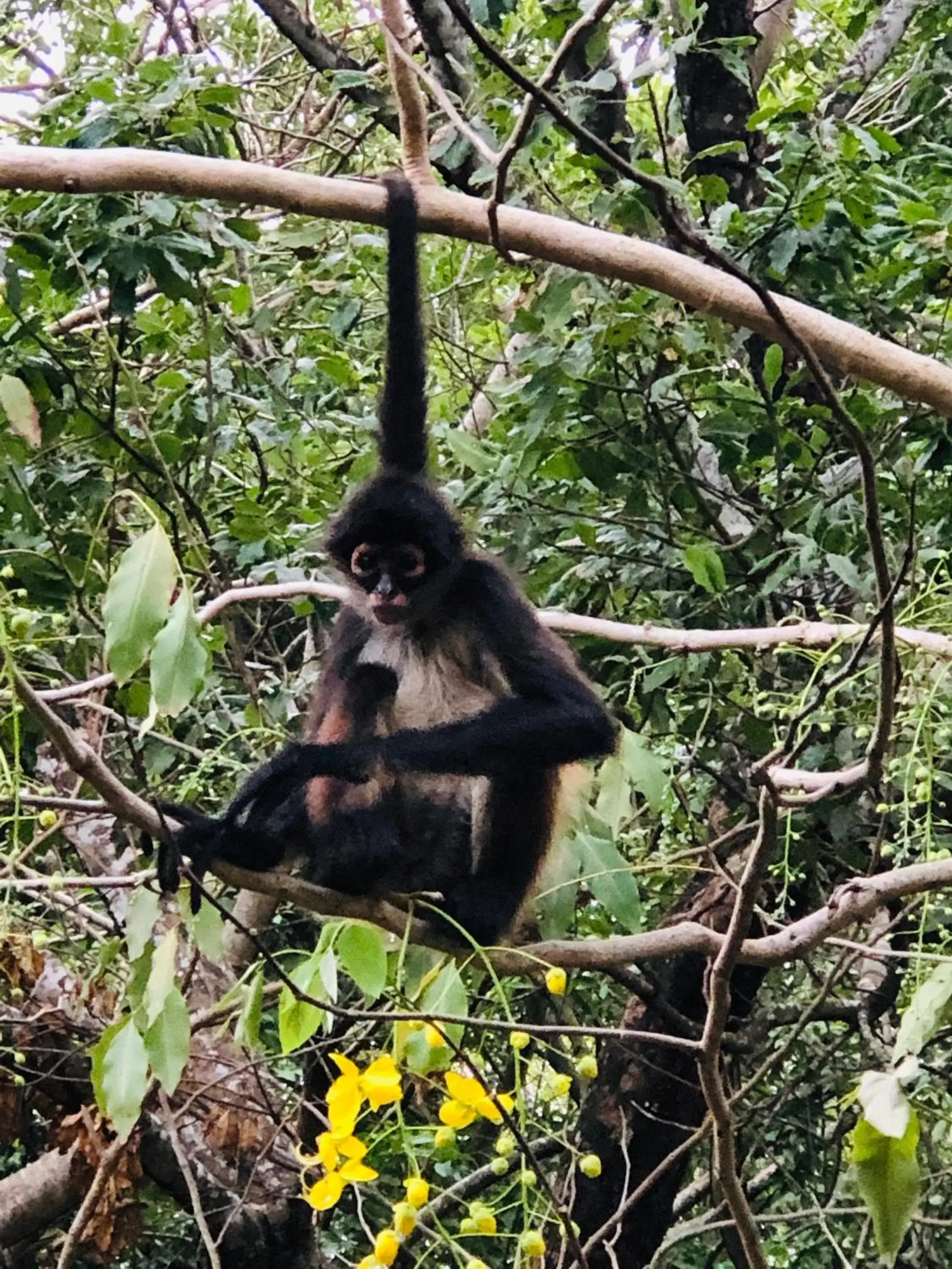 Animals, Other Animals in Hacienda Xcaret