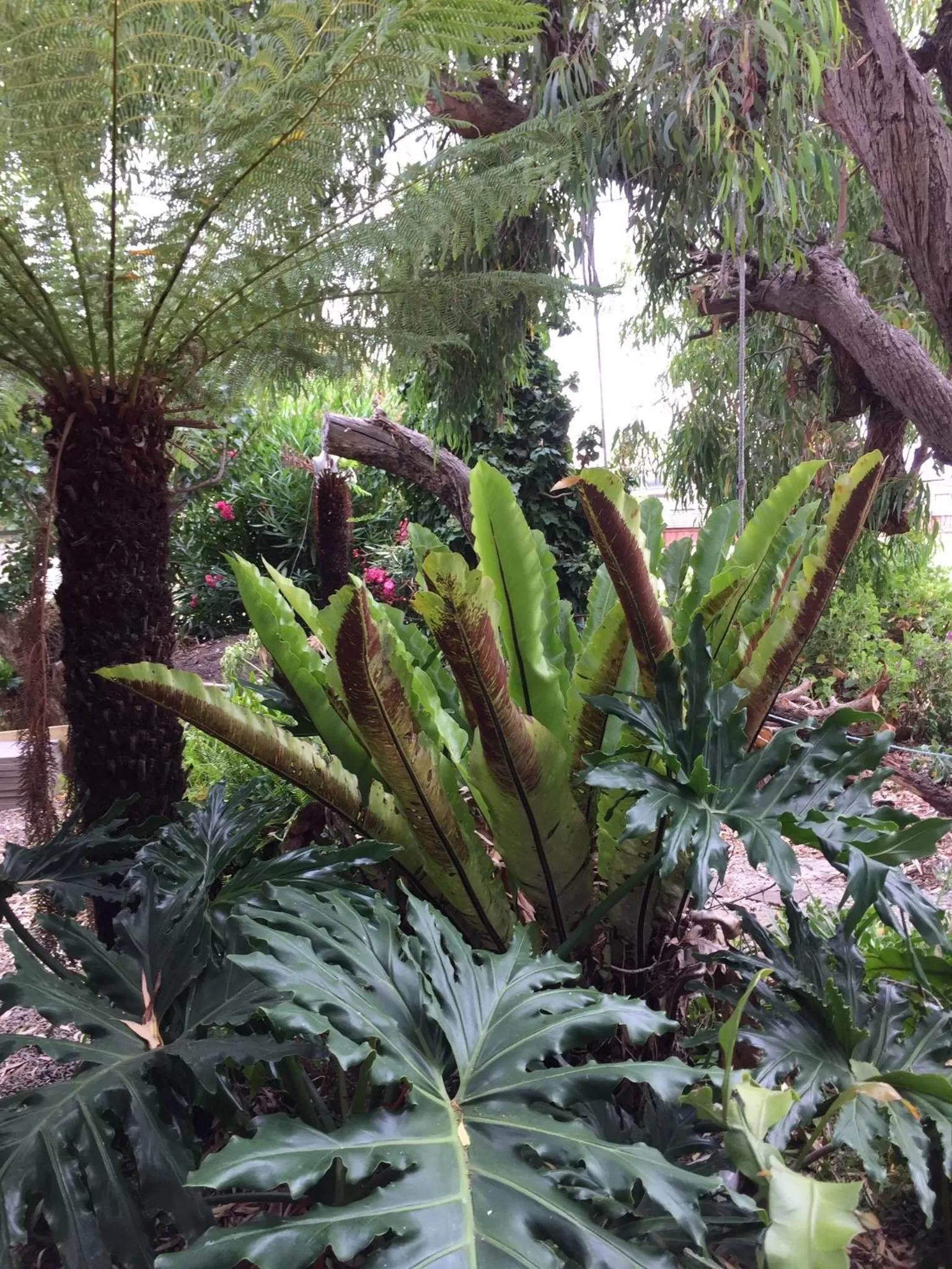 Garden in Sea Salt Bnb