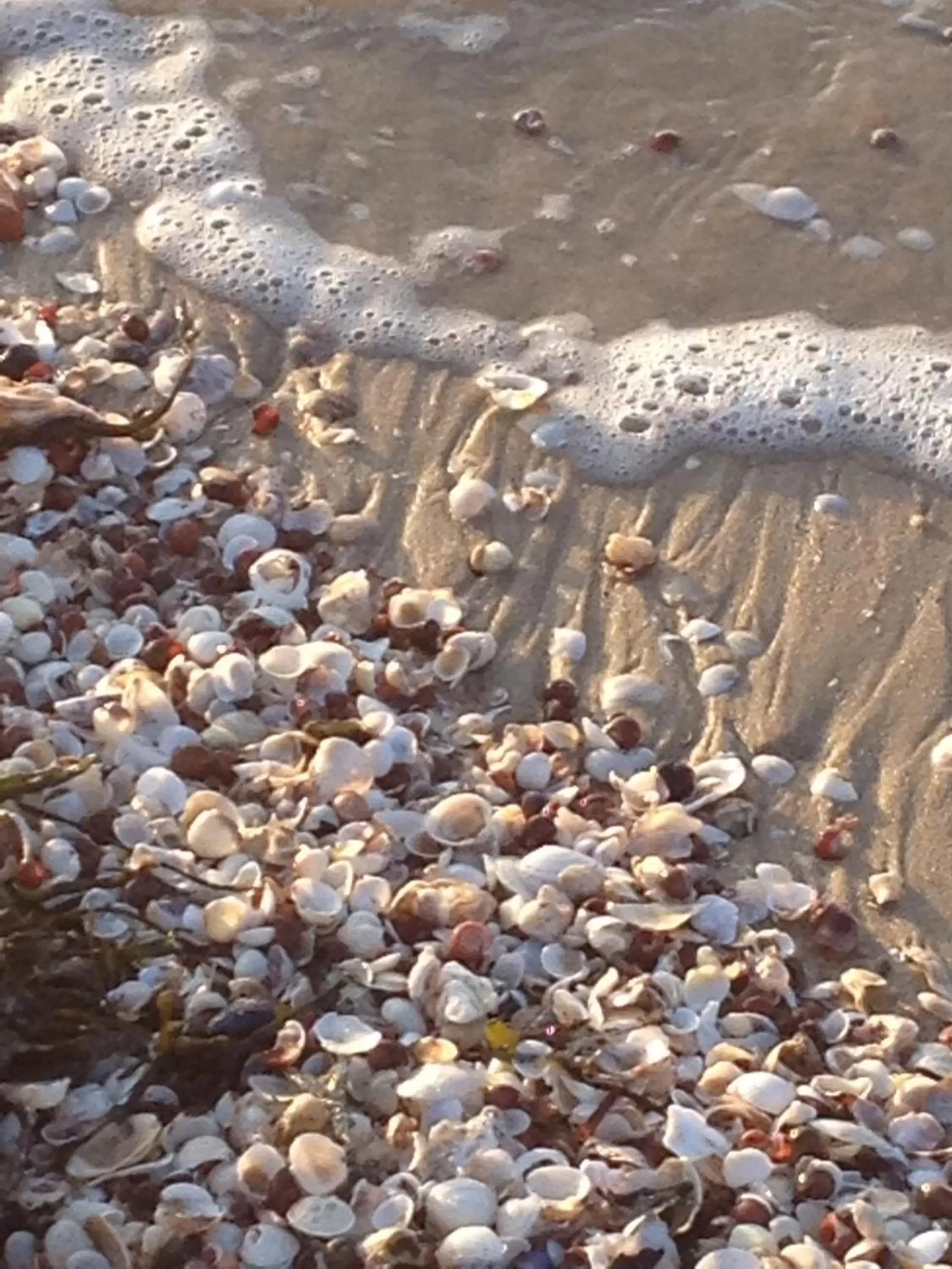 Beach, Other Animals in La Désirade