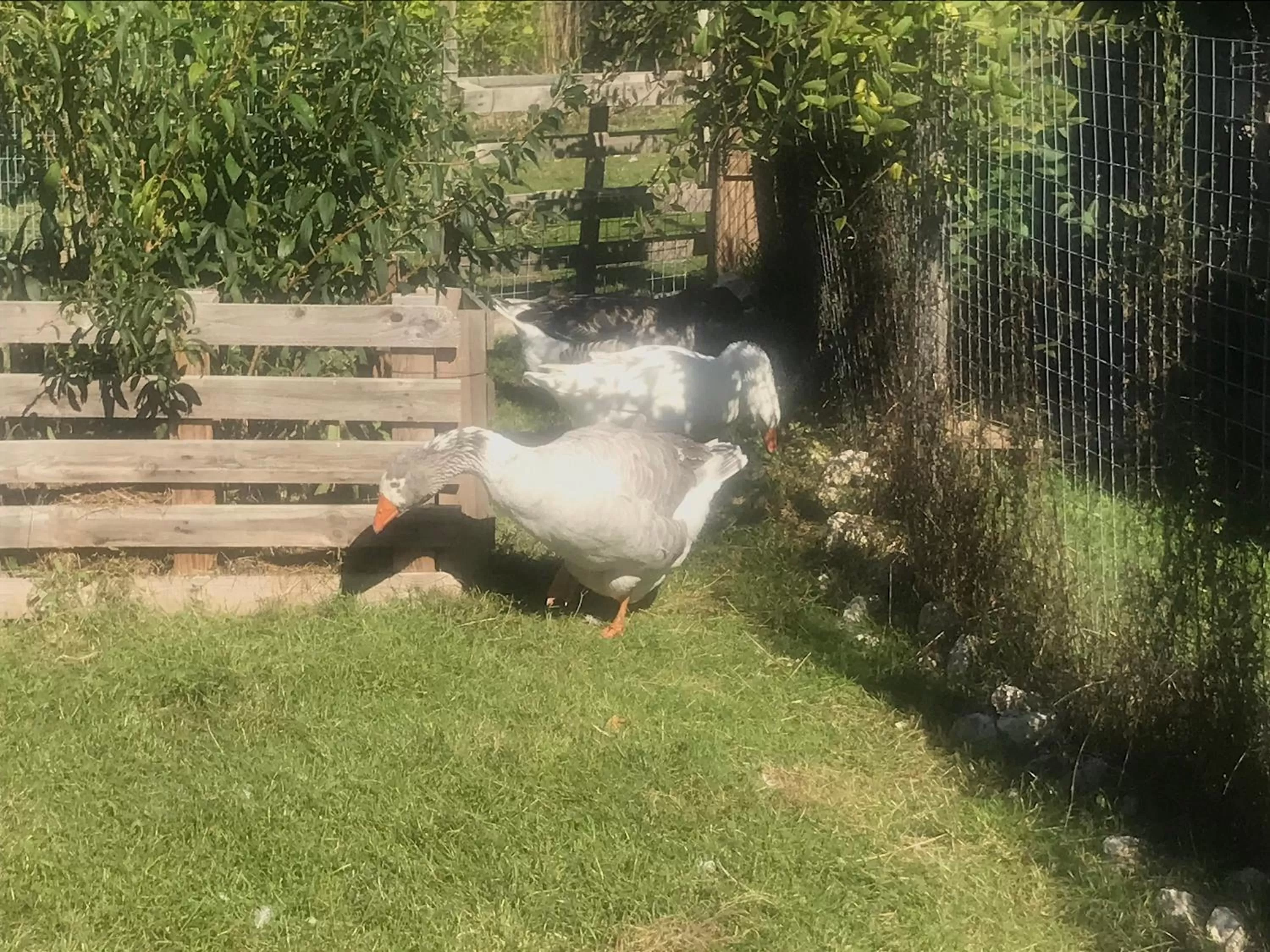 Chez Gustave & Compagnie