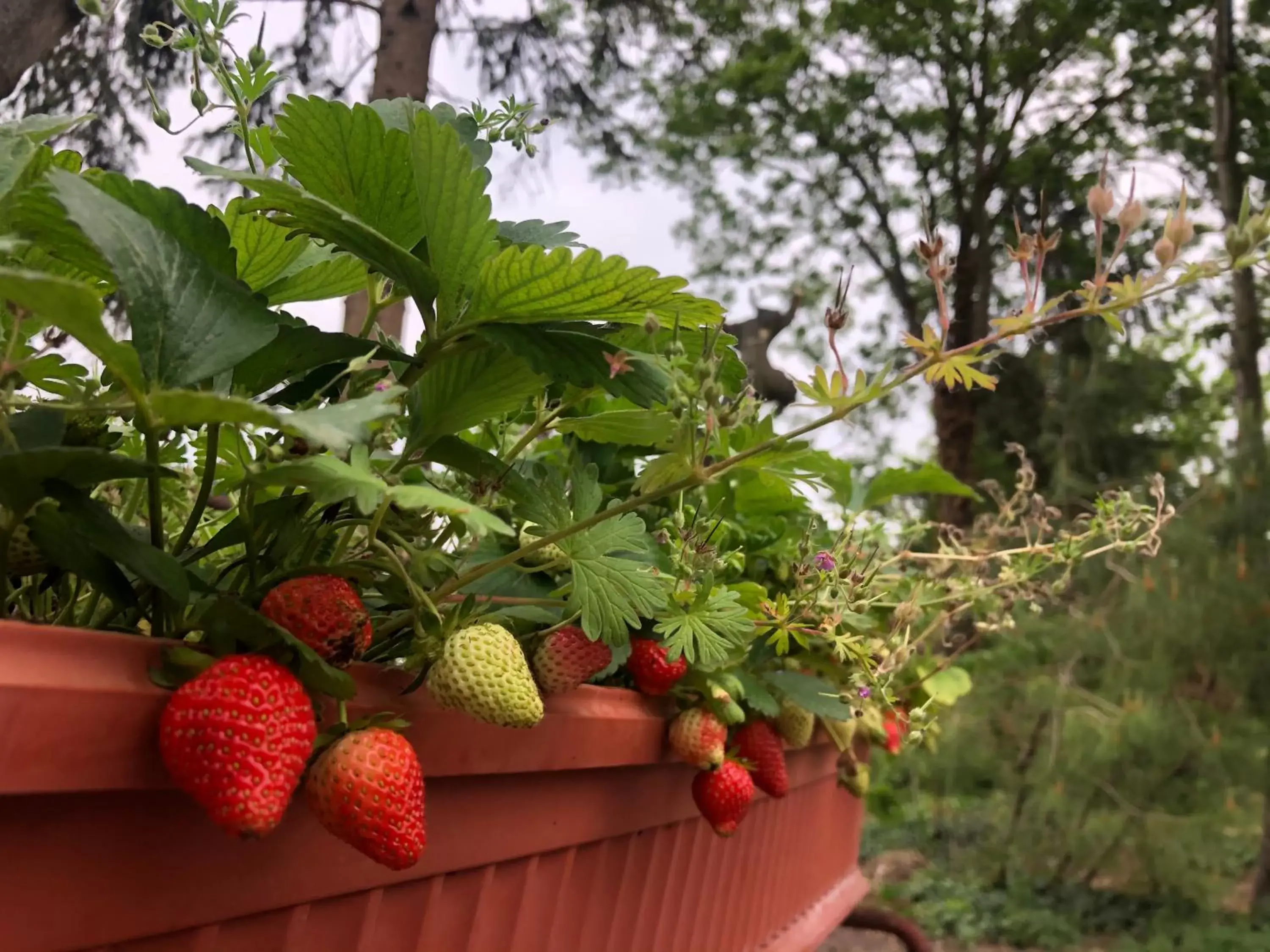 Garden view in B&B Cascina Sagrestia