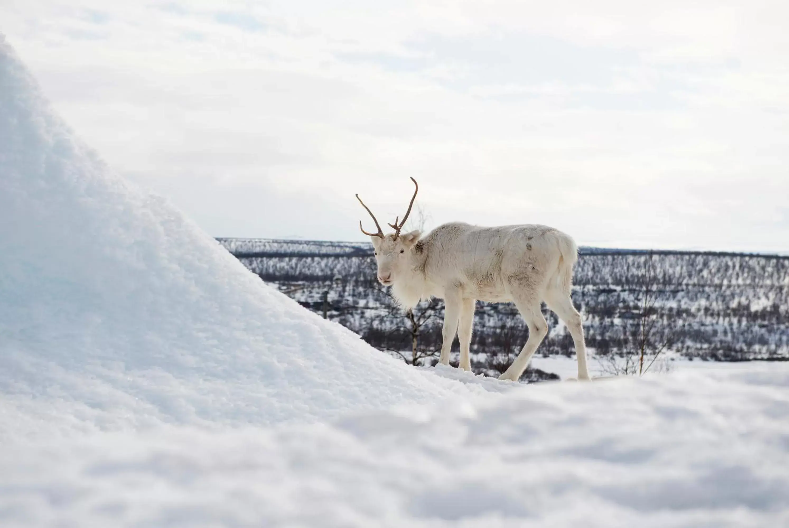 Winter, Other Animals in Thon Hotel Kautokeino