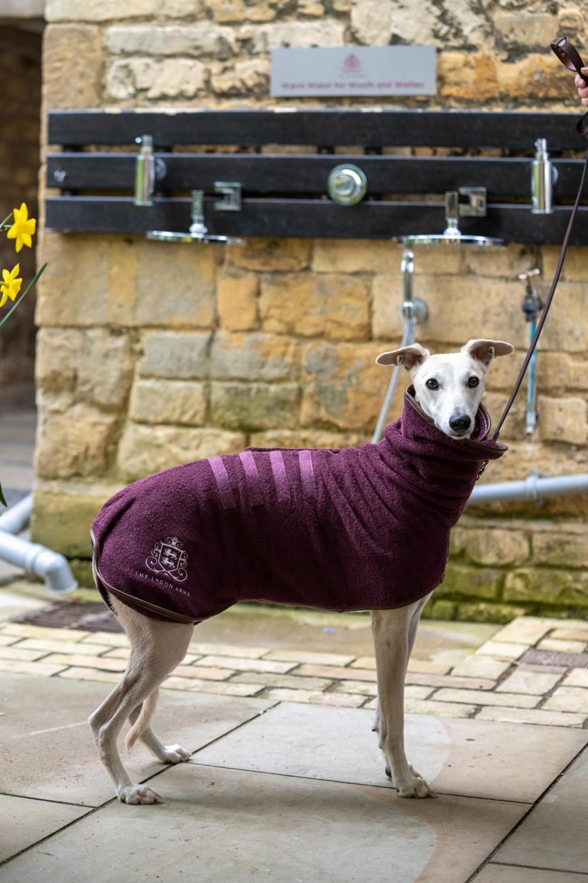 Pets in The Lygon Arms - an Iconic Luxury Hotel