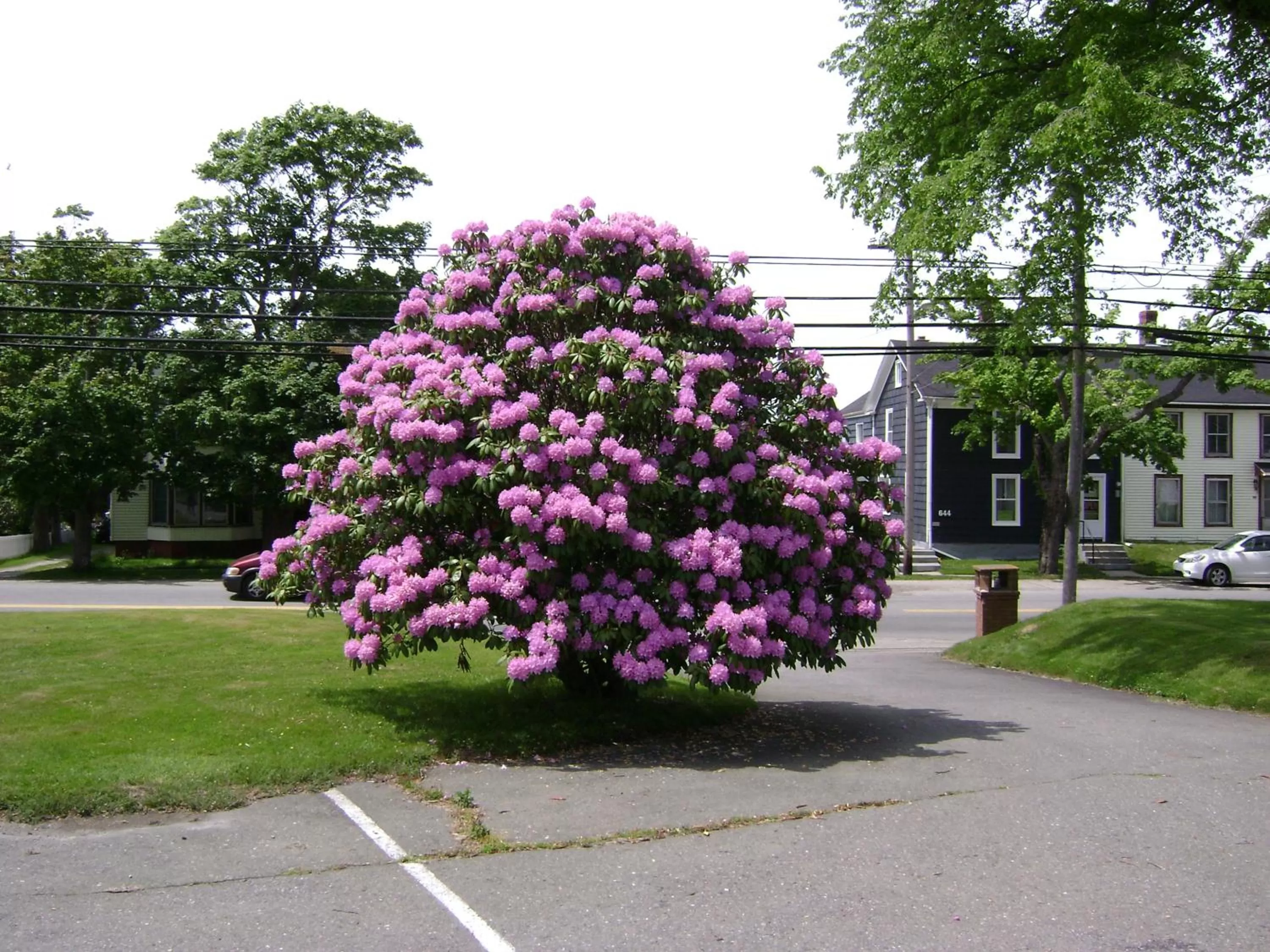 Garden in Lakelawn B&B and Motel