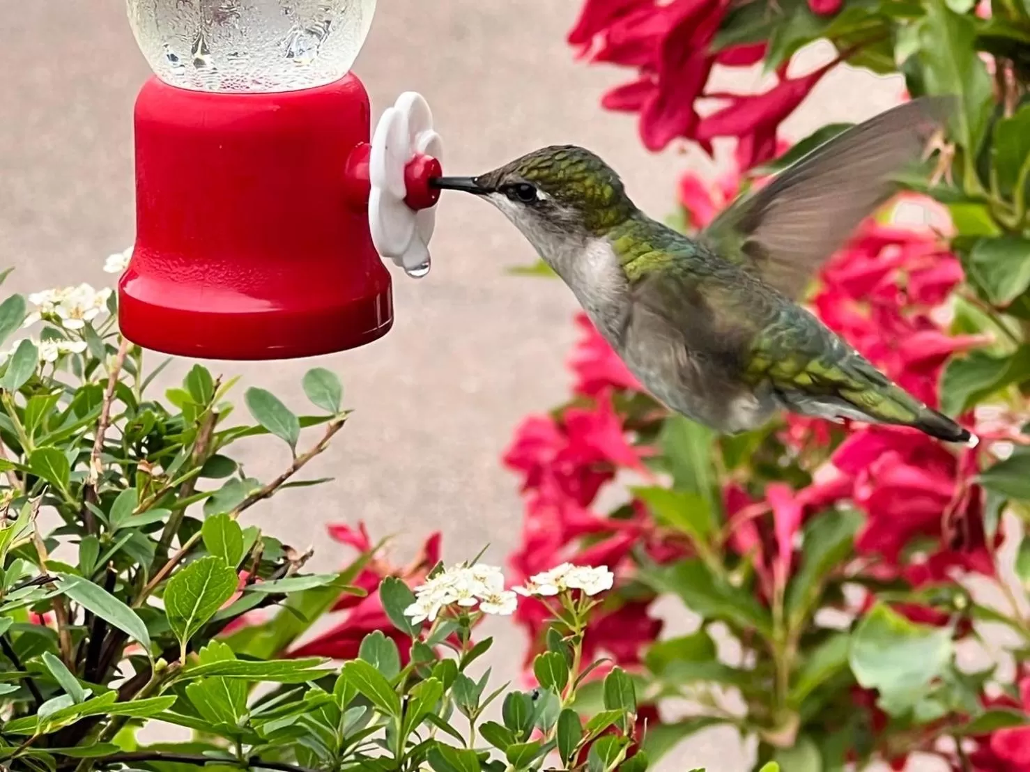 Other Animals in Baker Shore Bed and Breakfast