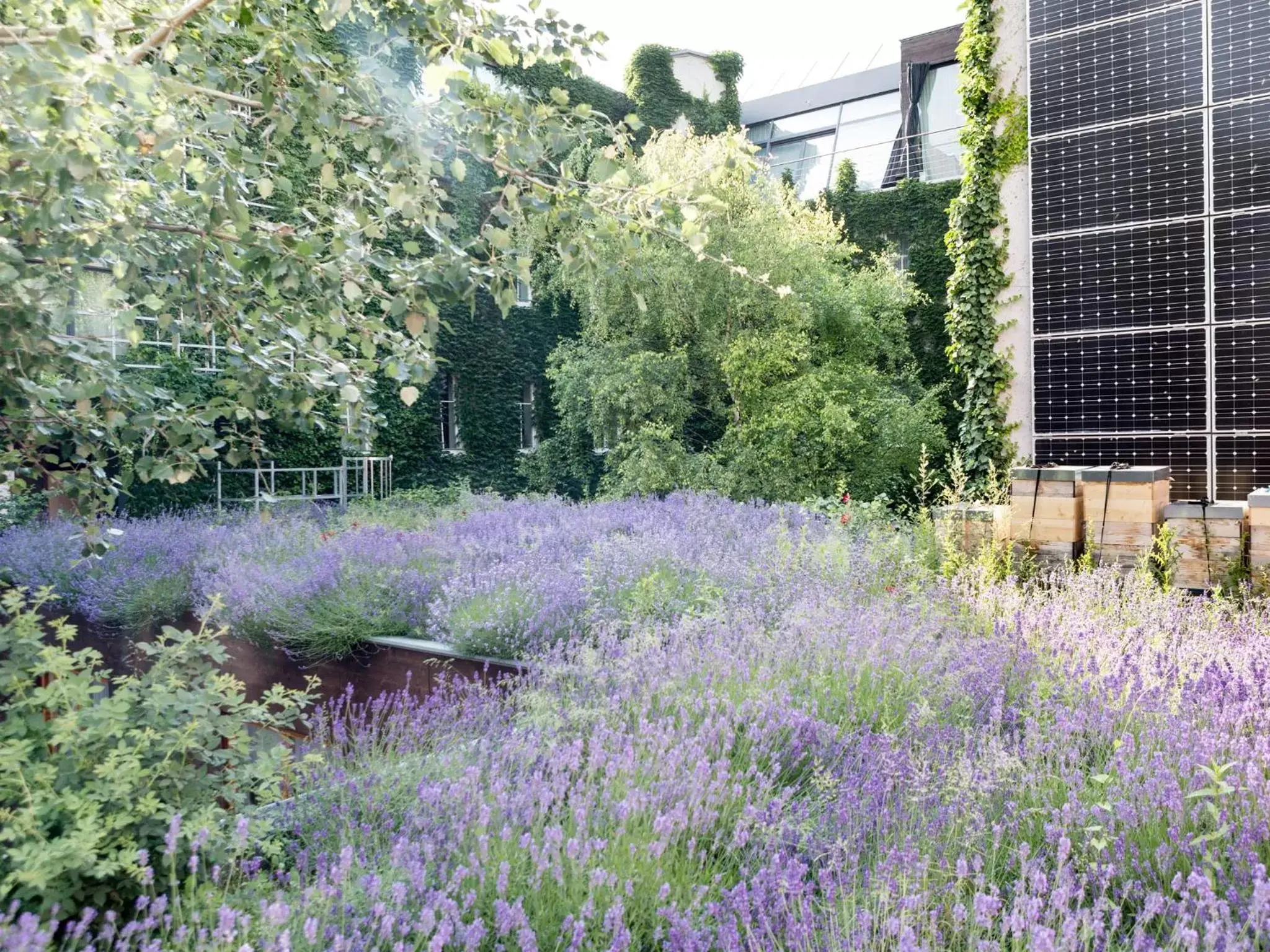 Garden view, Garden in Boutiquehotel Stadthalle