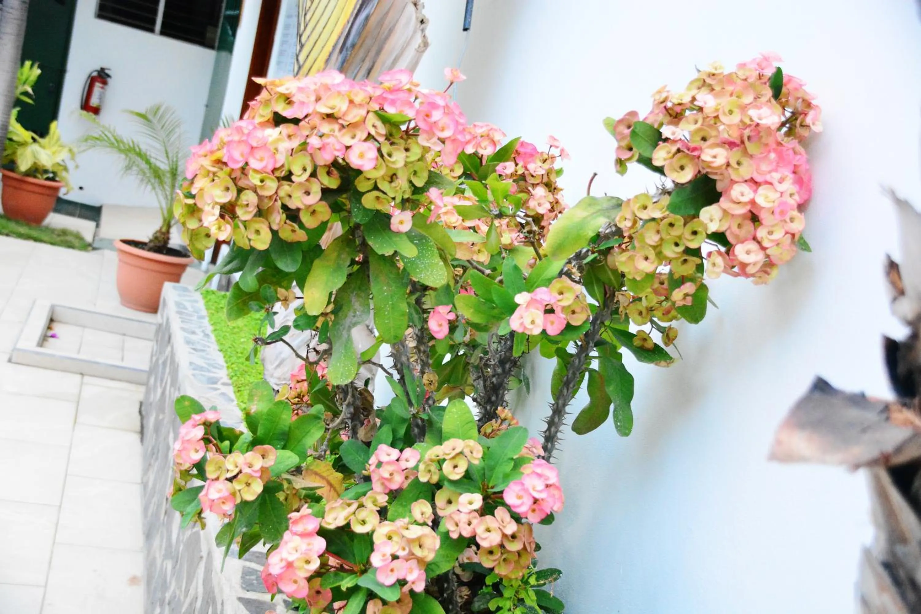 Garden in Hotel Europeo