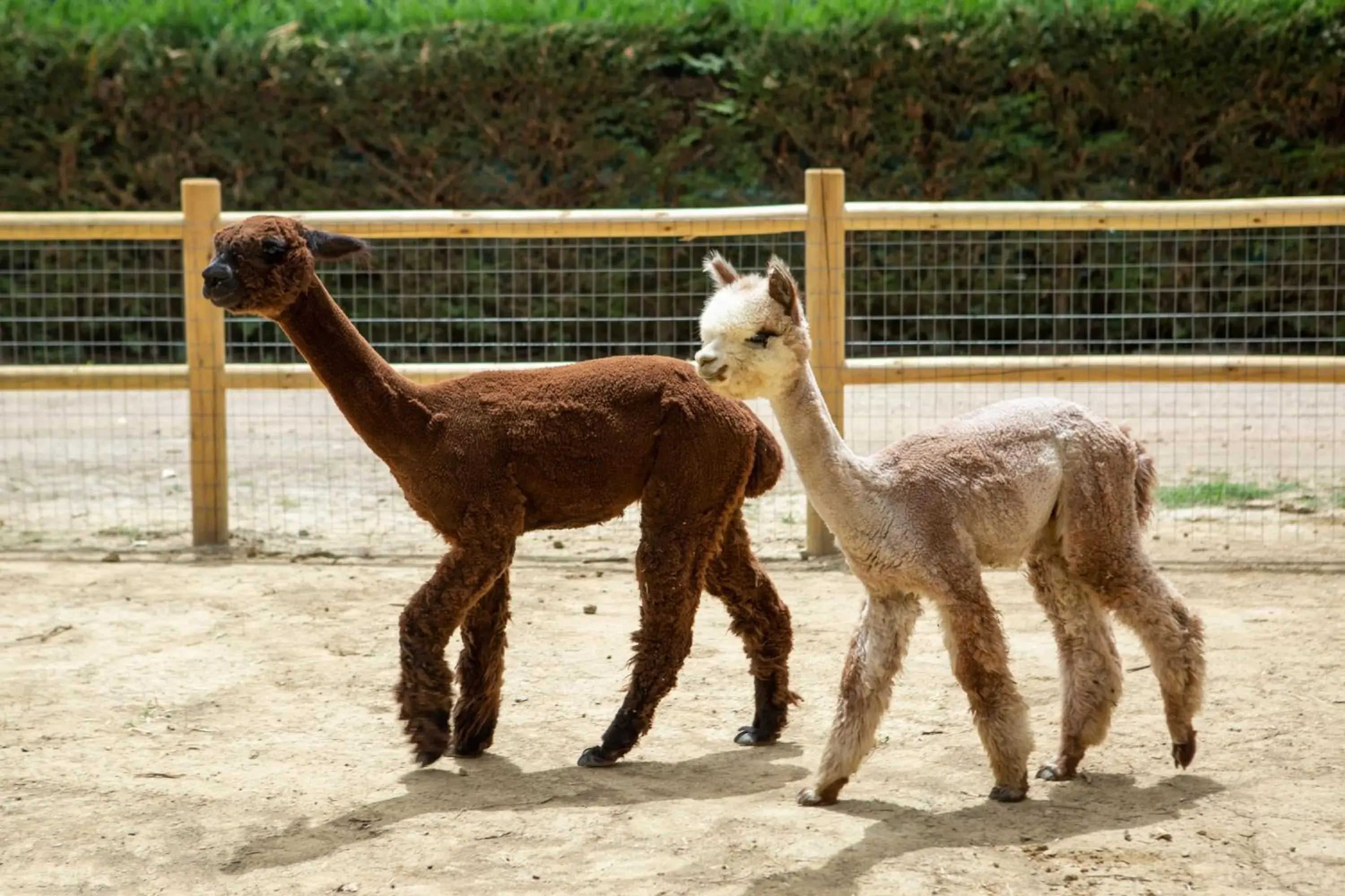 Other Animals in Hotel Le Capanne