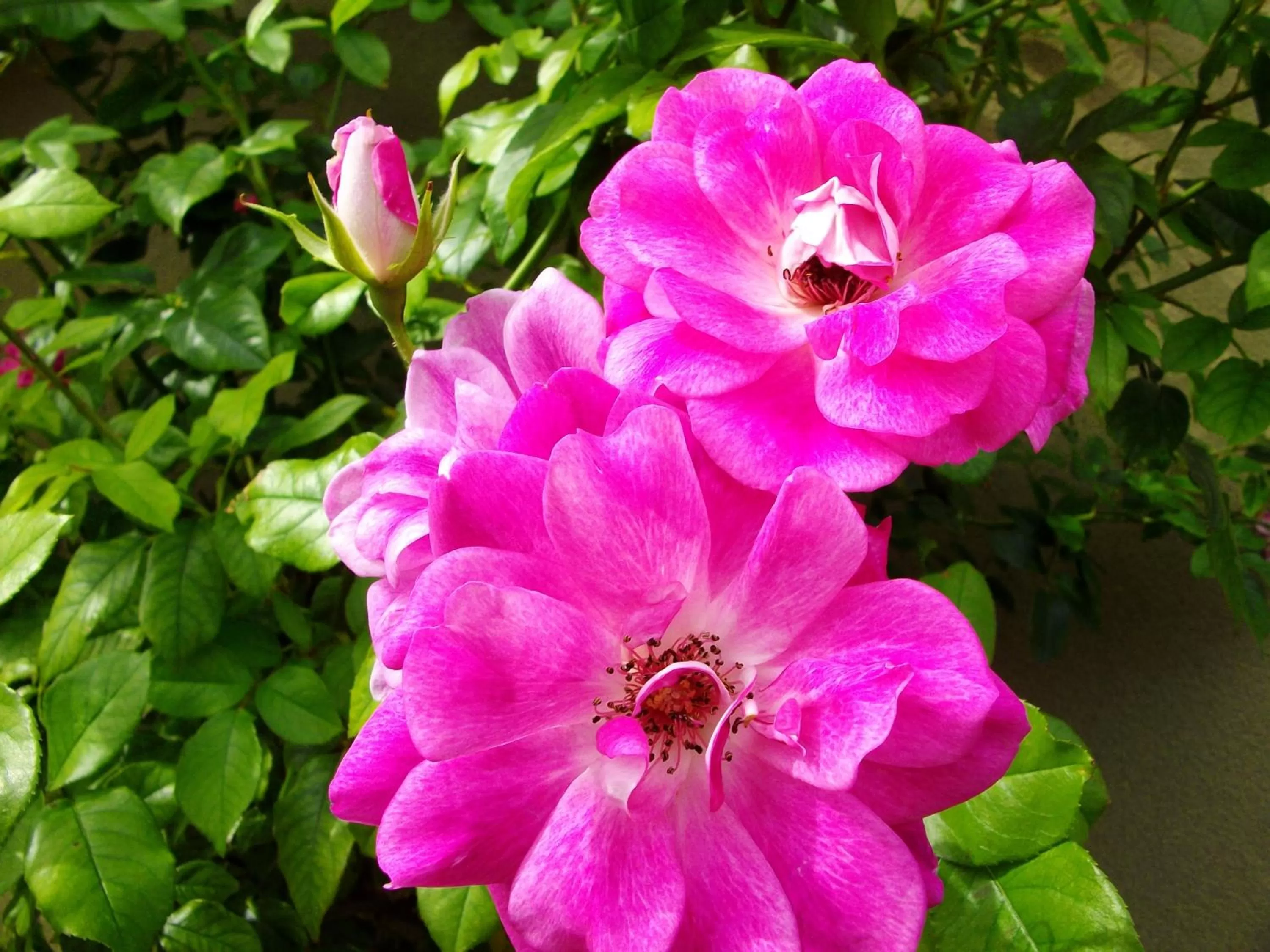 Garden in Otway Gate Motel