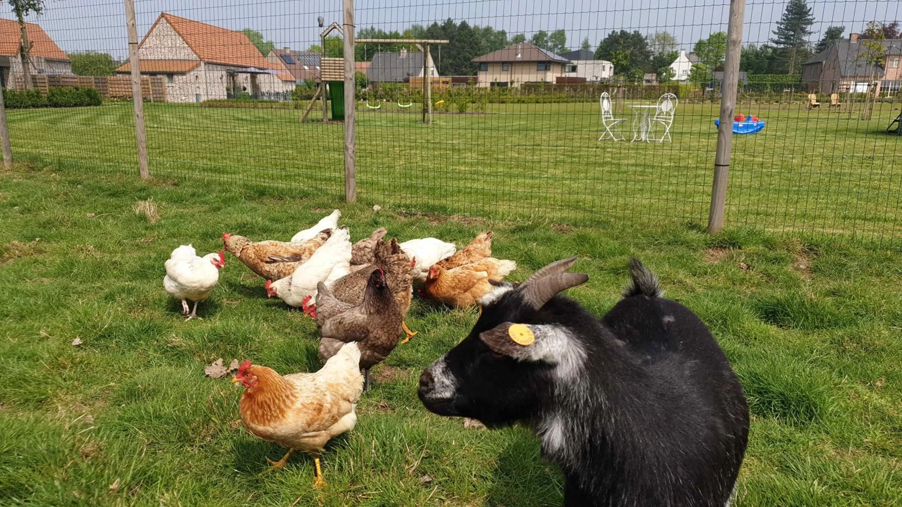Garden in B&B 't Meesterhof