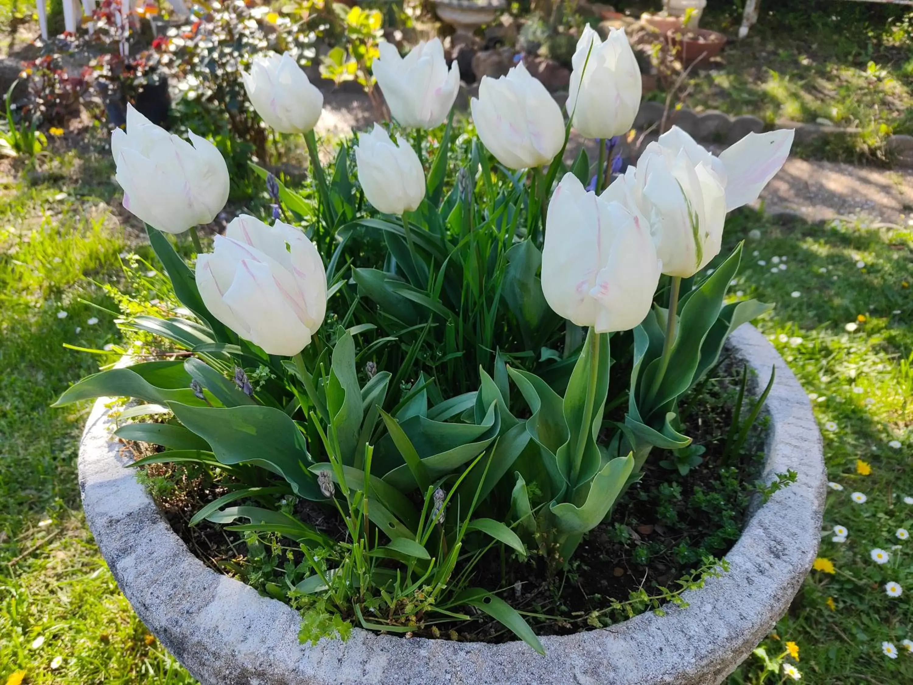 Spring, Garden in Le Chat Botté Chambres et Table d'hôte sur réservation