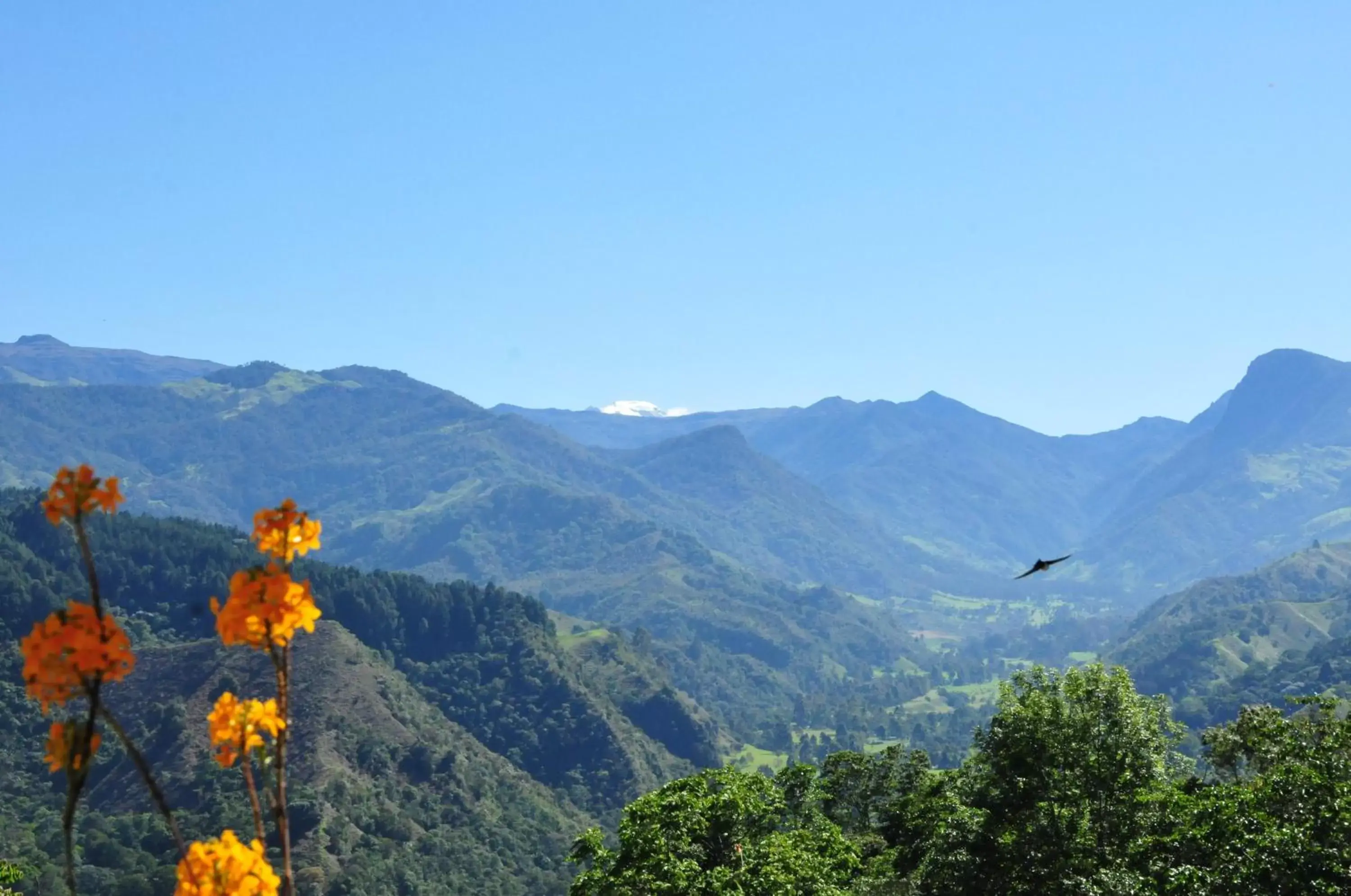 Mountain view in Hotel El Mirador del Cocora