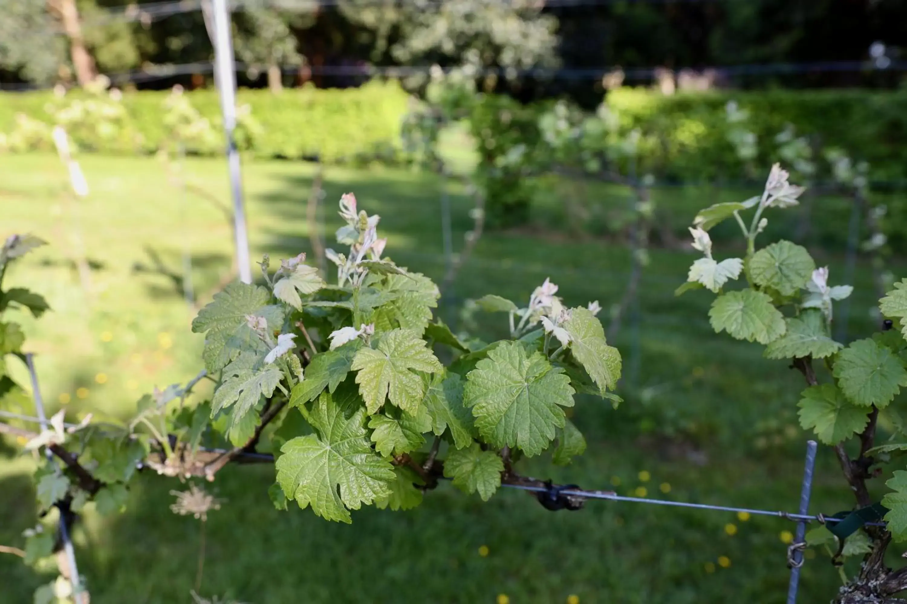 Garden in de Lochemse Berg