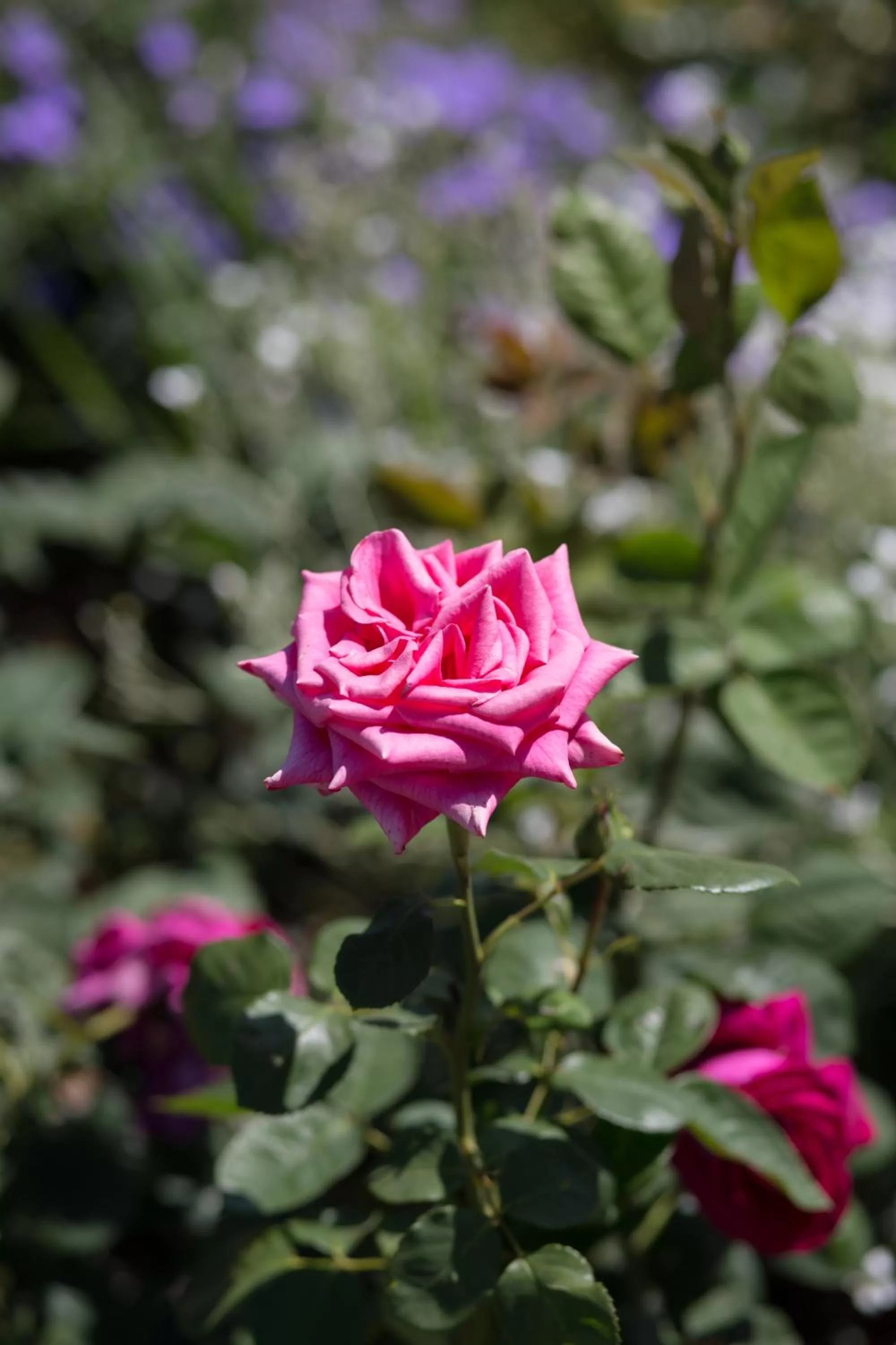 Garden in Willows Motel
