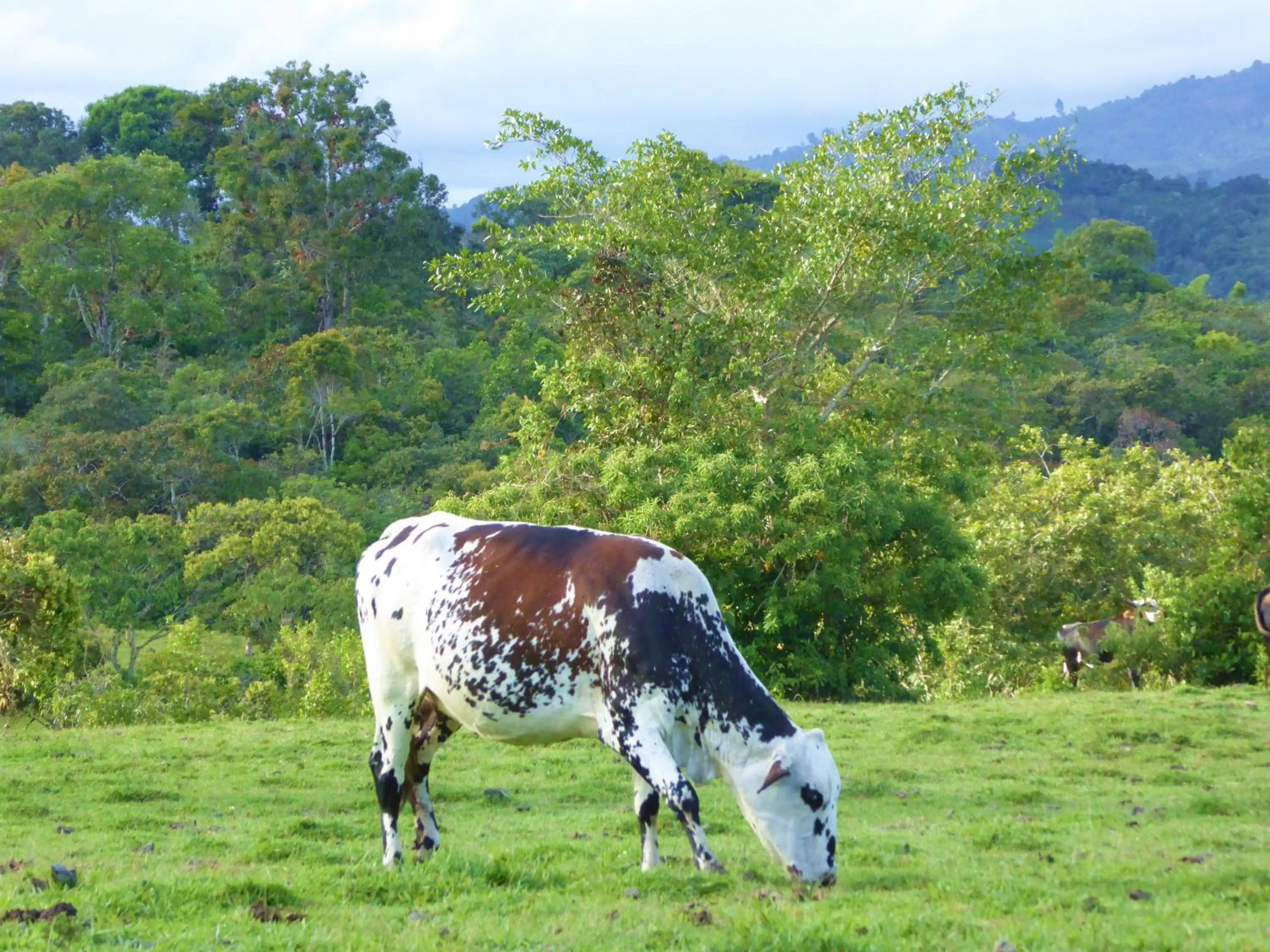 Animals in Finca El Cielo