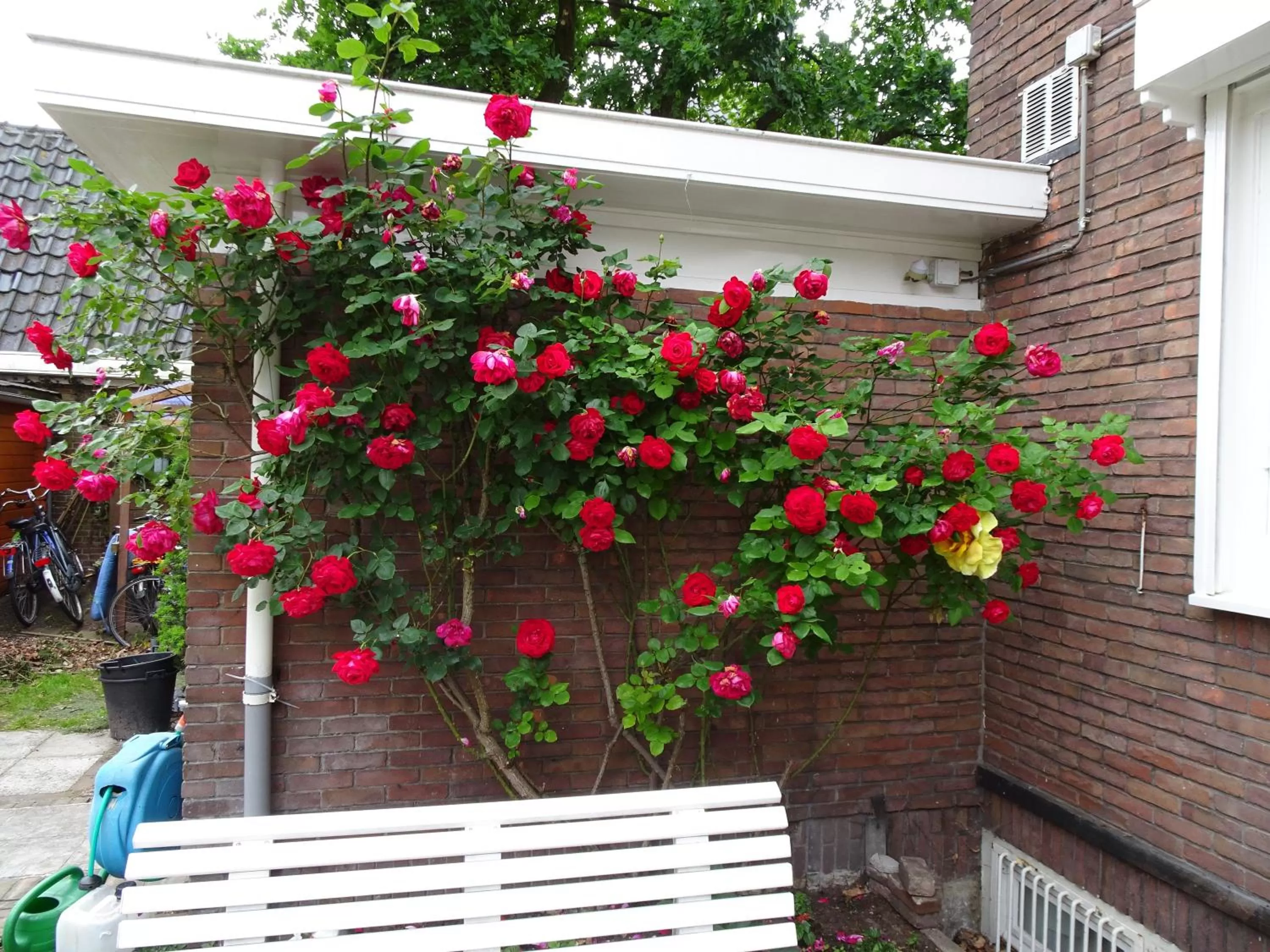 Garden in Xaviera's Bed and Breakfast