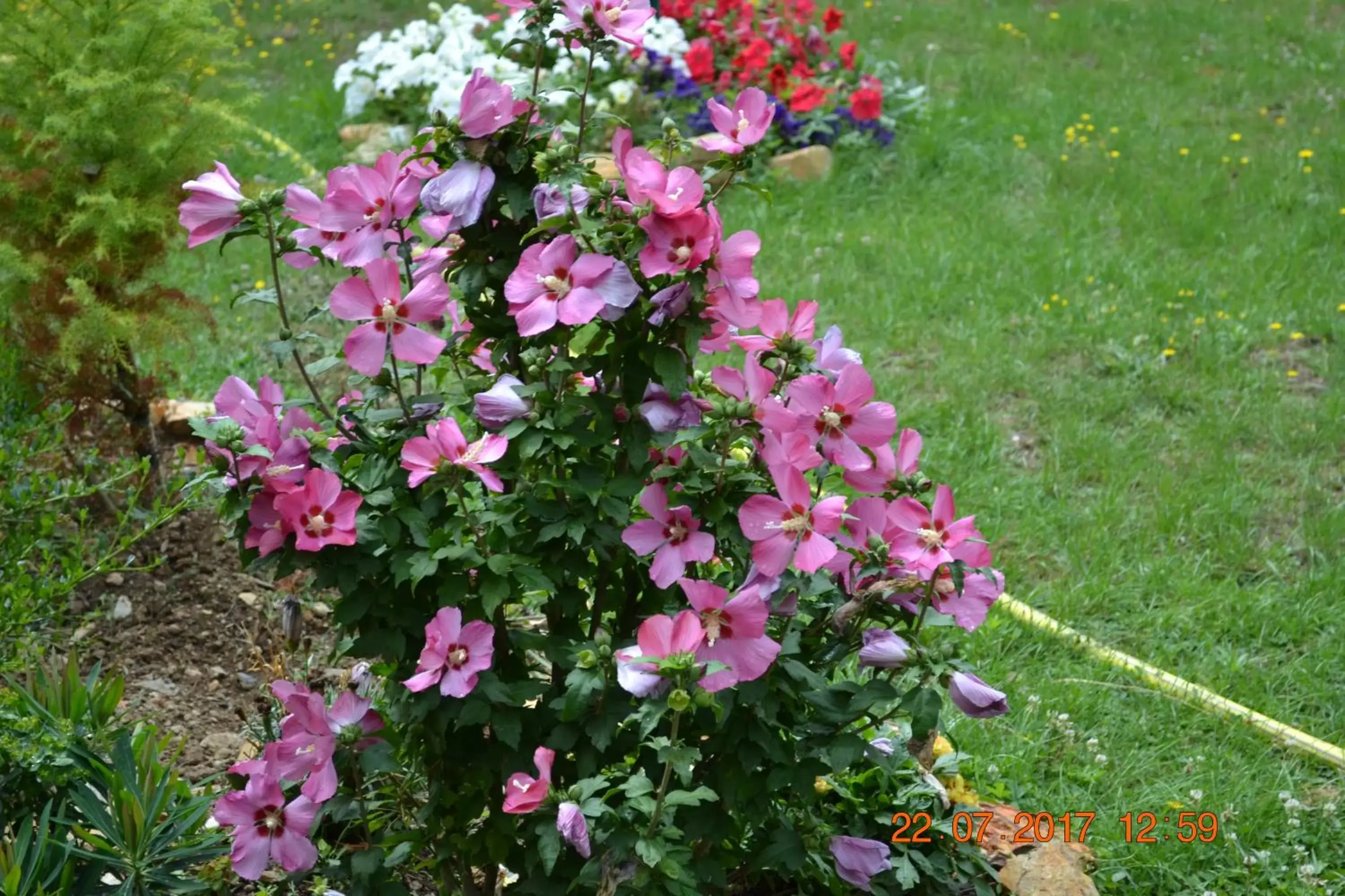 Garden in Hôtel Le Castel