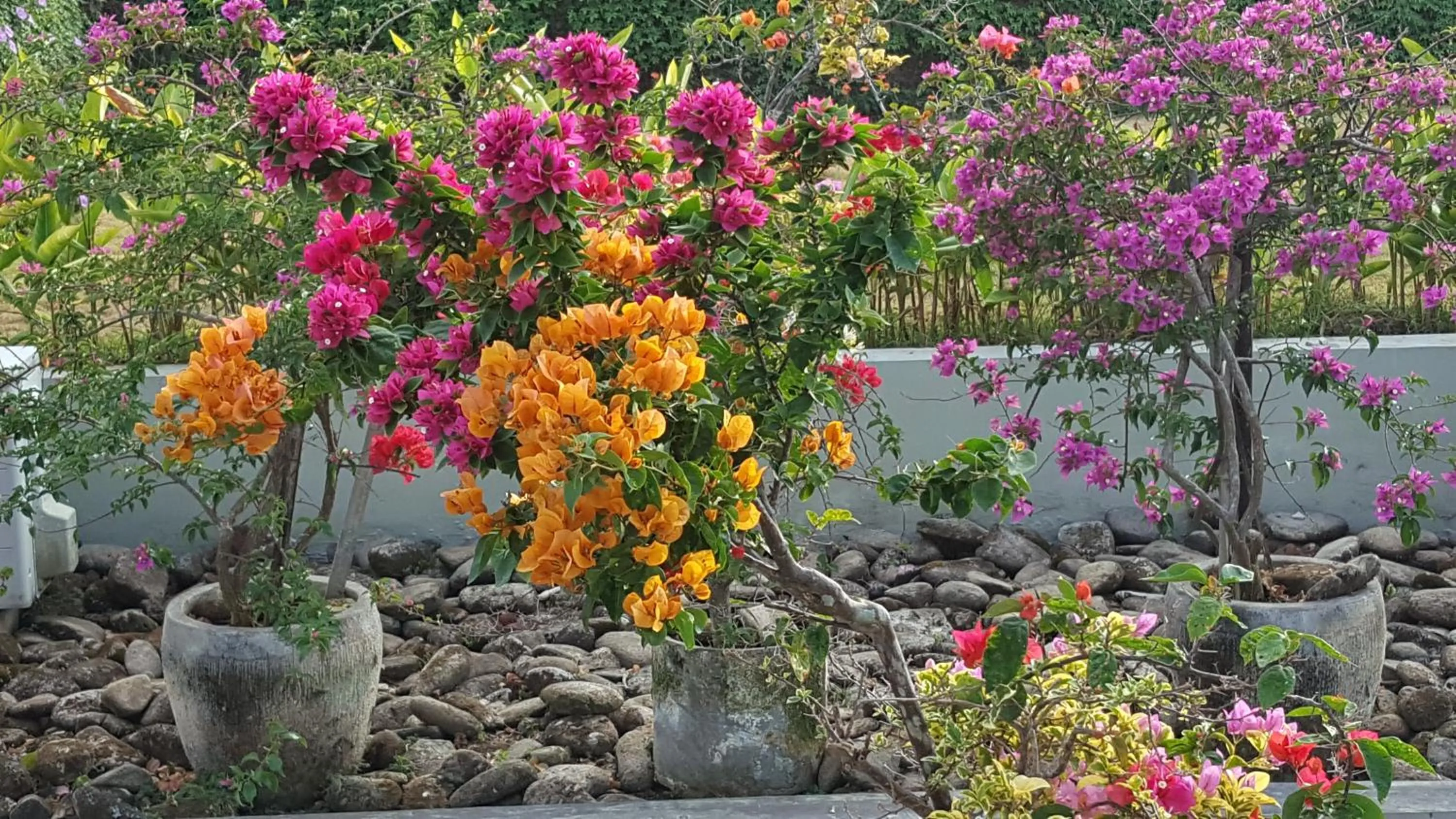 Garden in Ubud Wana Resort
