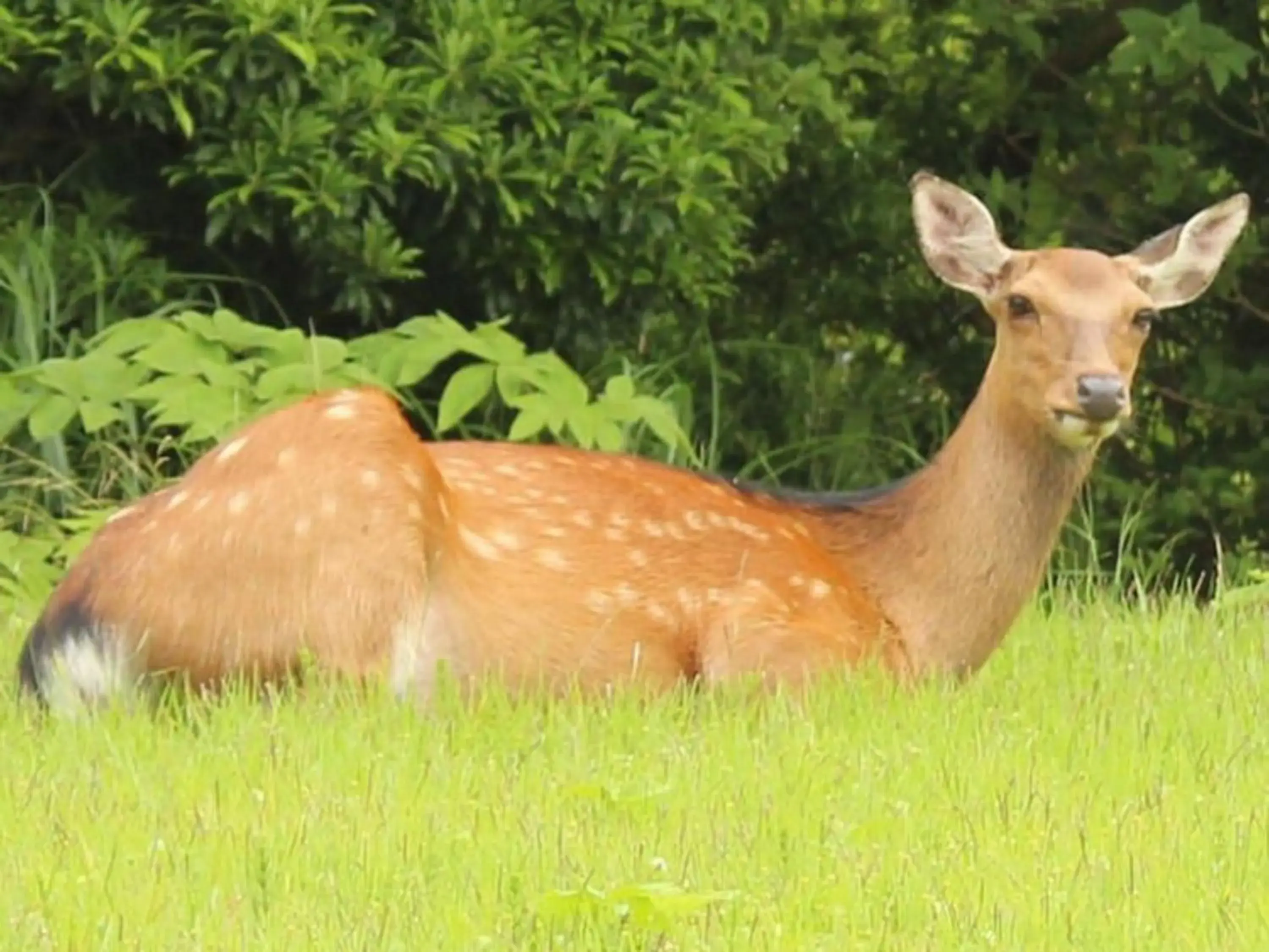 Other Animals in Hakone Yunohana Prince Hotel